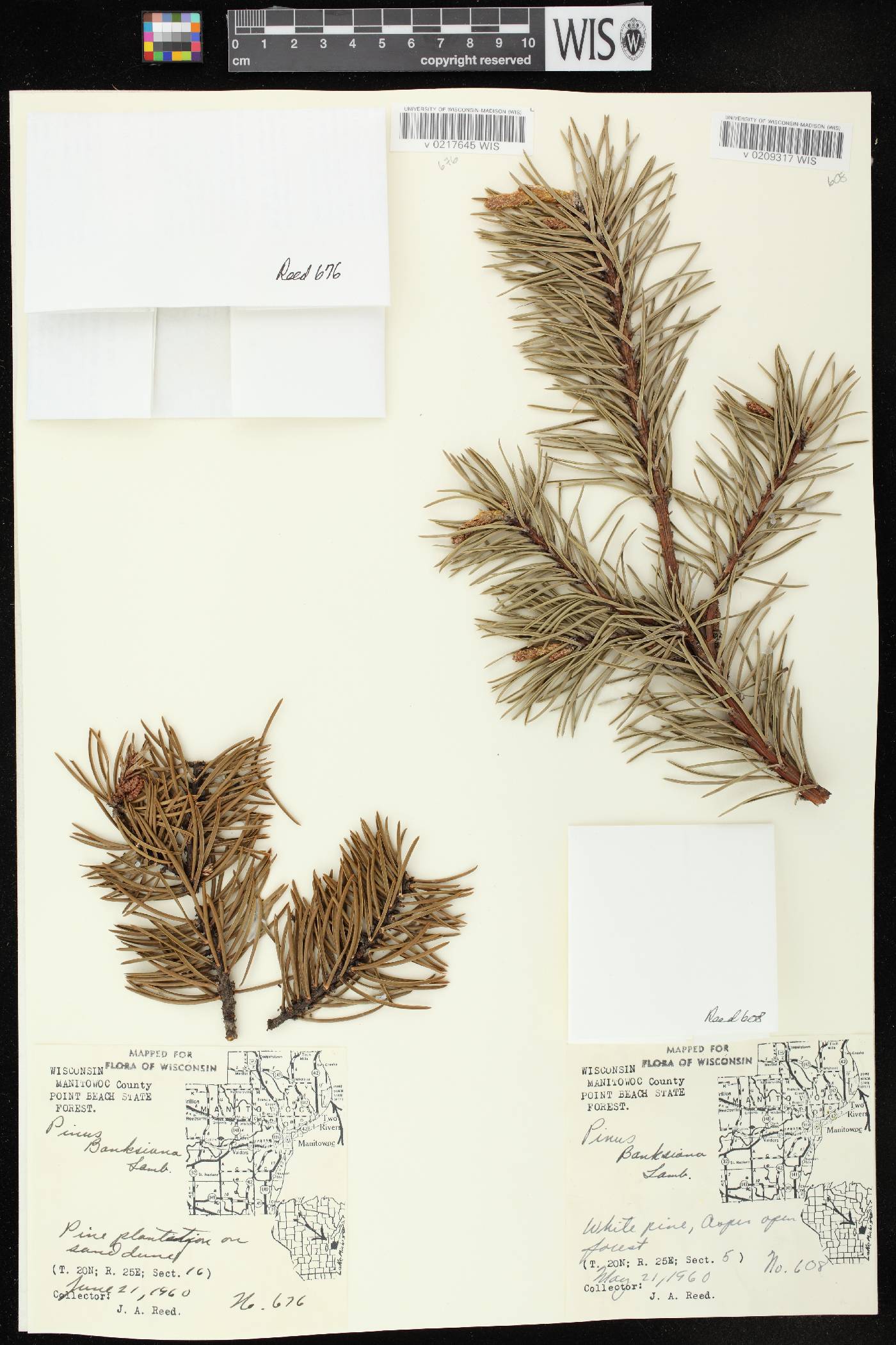 Pinus banksiana image