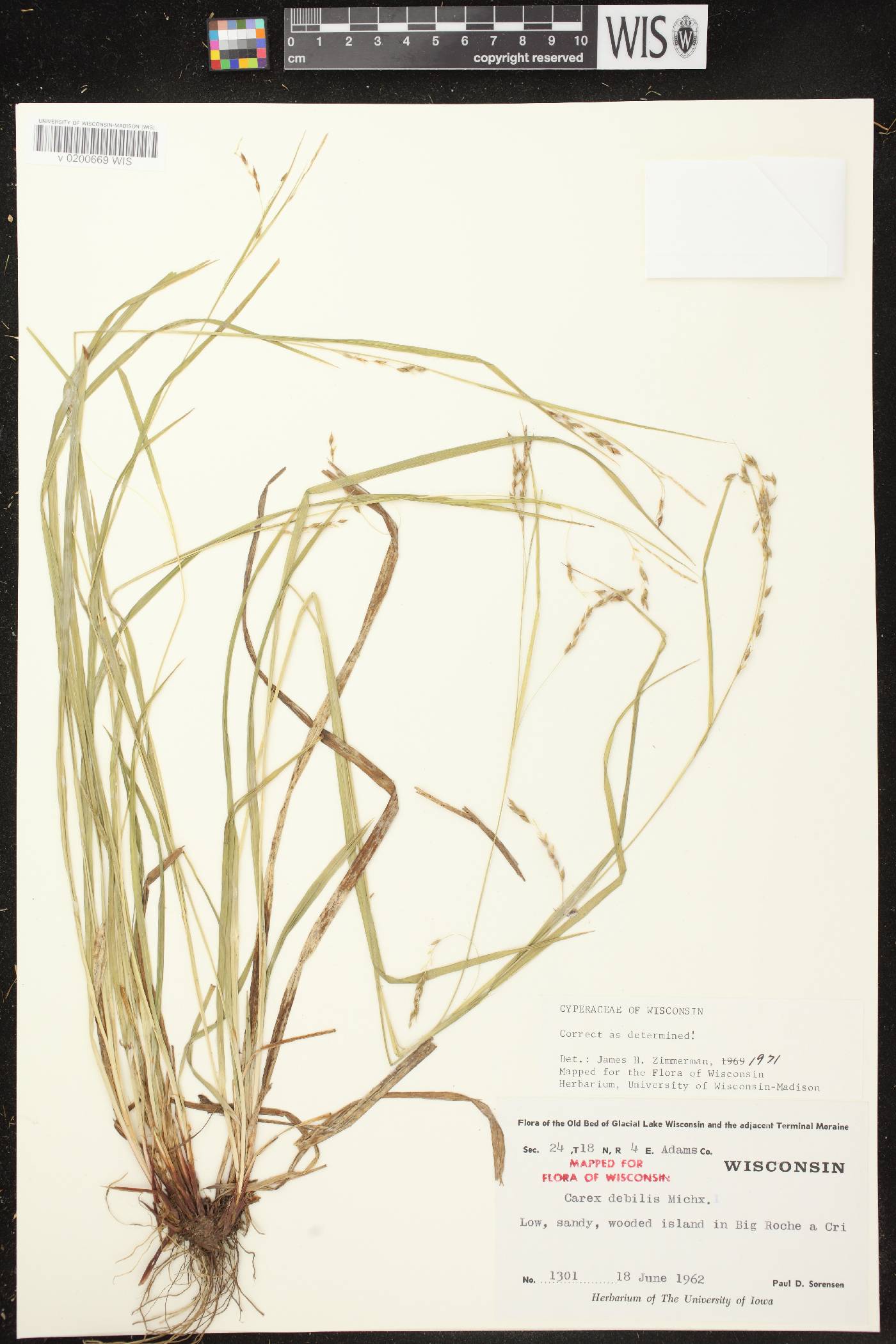 Carex debilis var. rudgei image