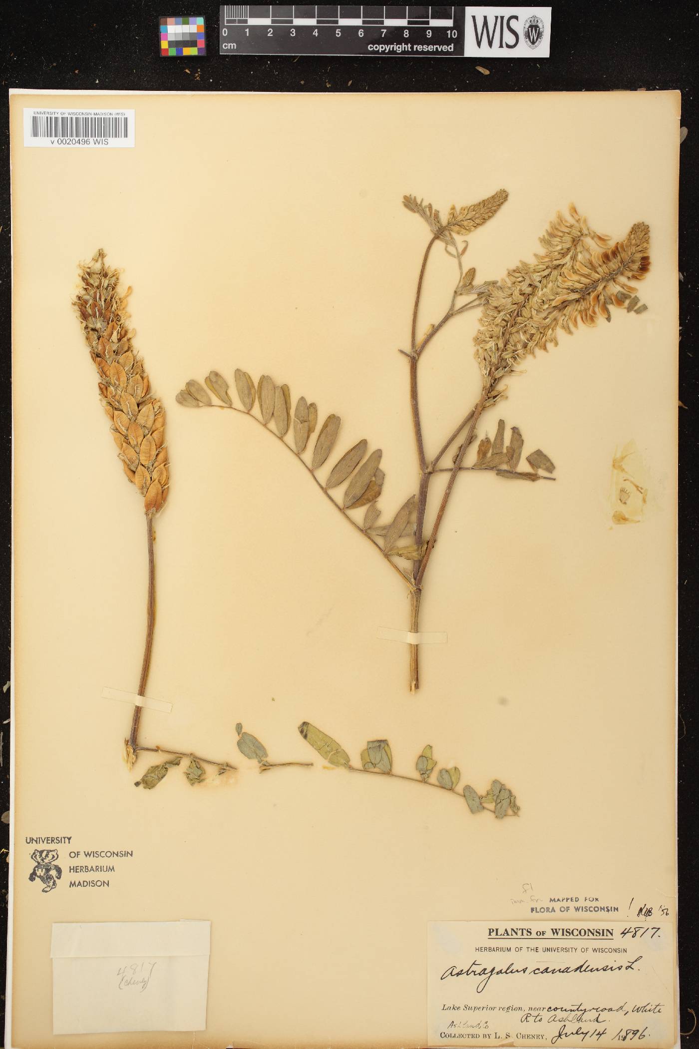 Astragalus canadensis var. canadensis image