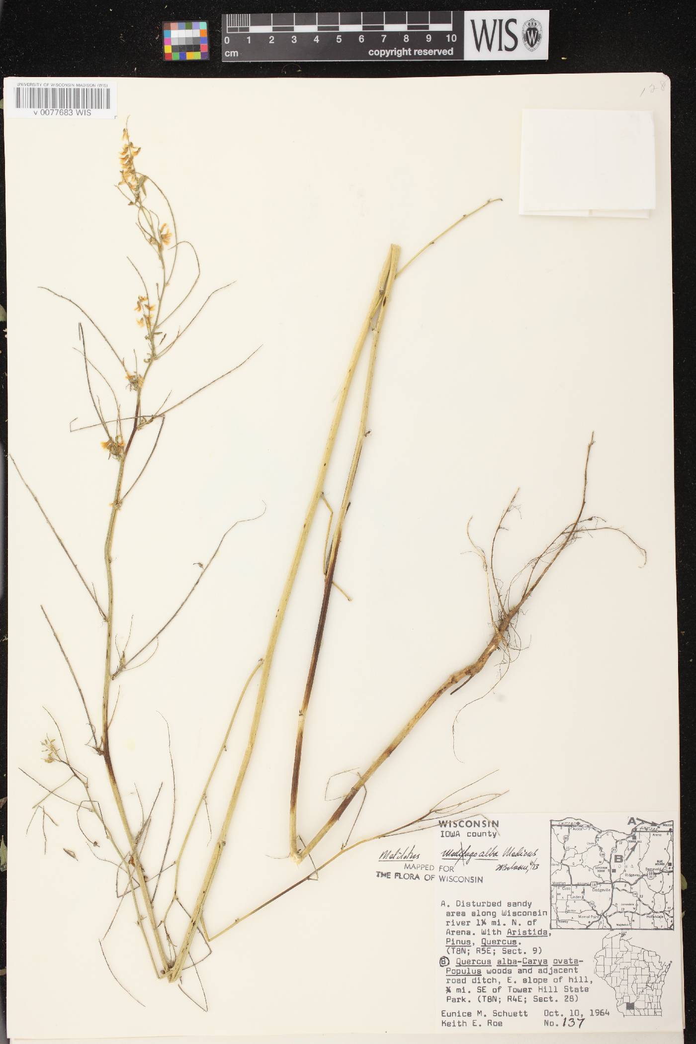 Melilotus albus image