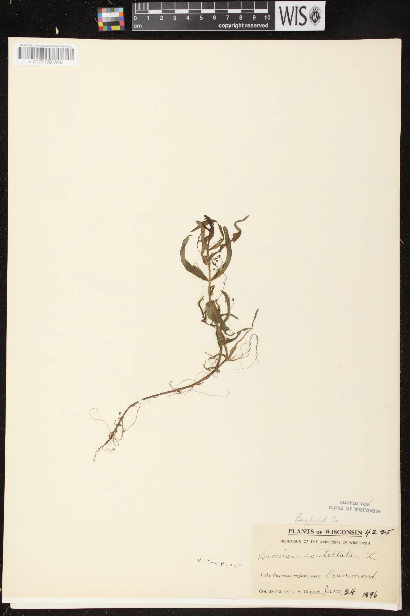 Veronica scutellata image