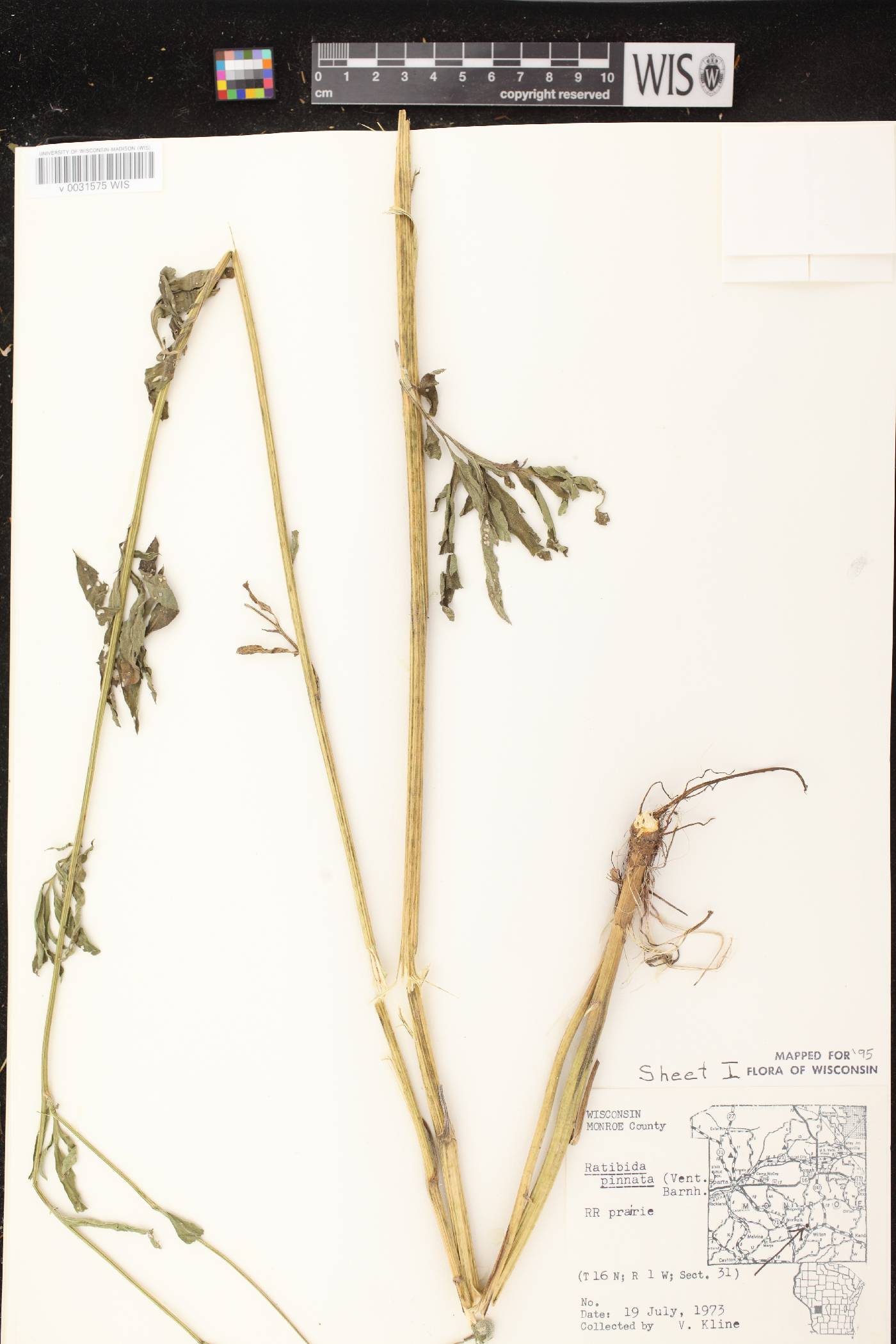 Ratibida pinnata image