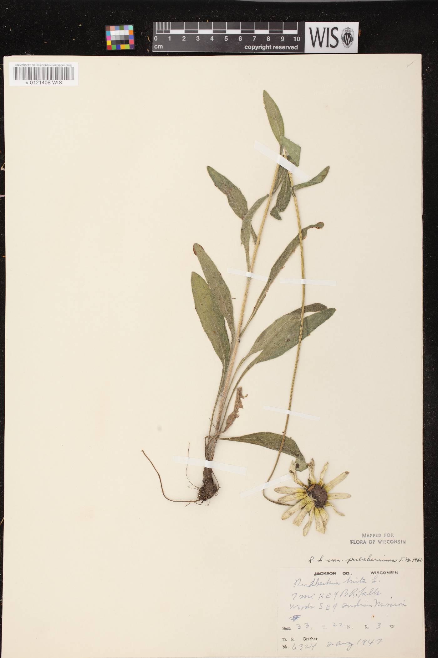 Rudbeckia hirta image