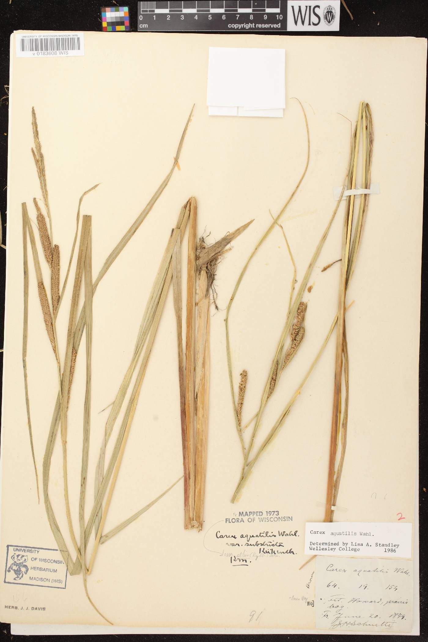 Carex aquatilis image