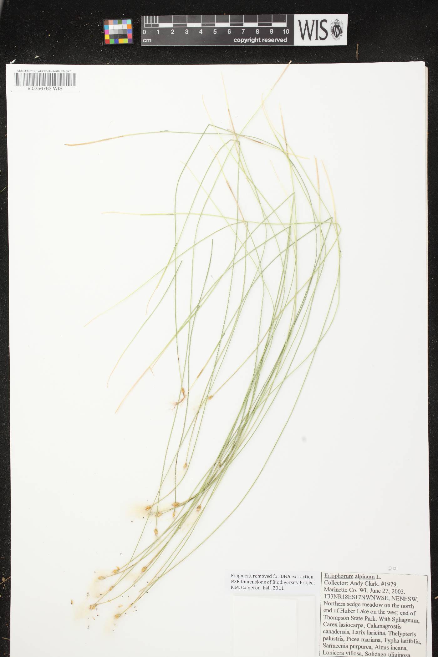 Trichophorum alpinum image