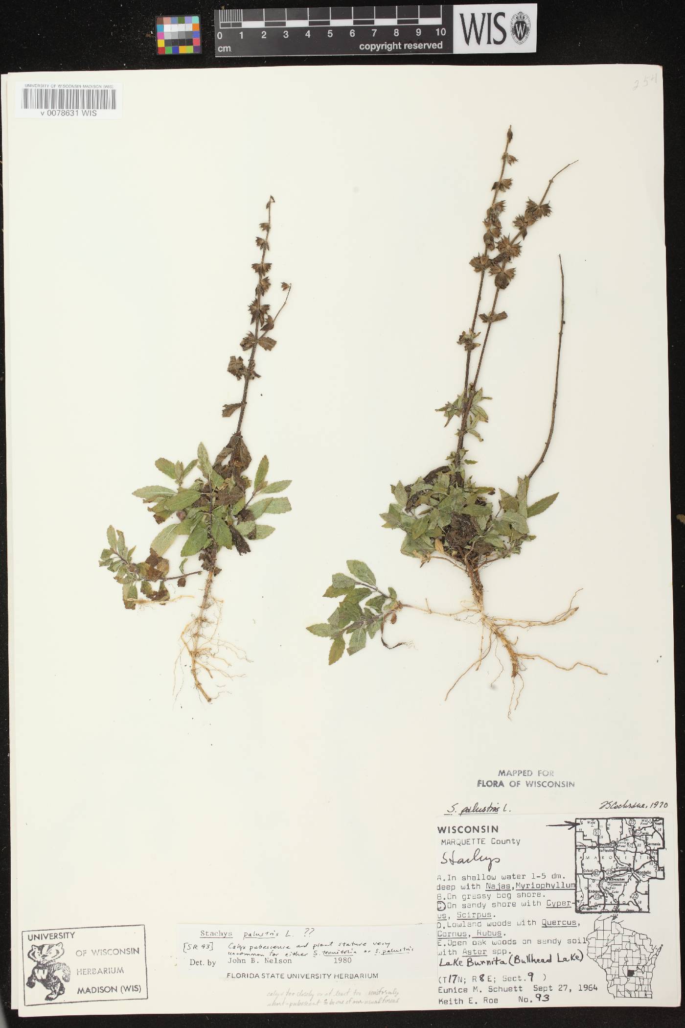 Stachys palustris image