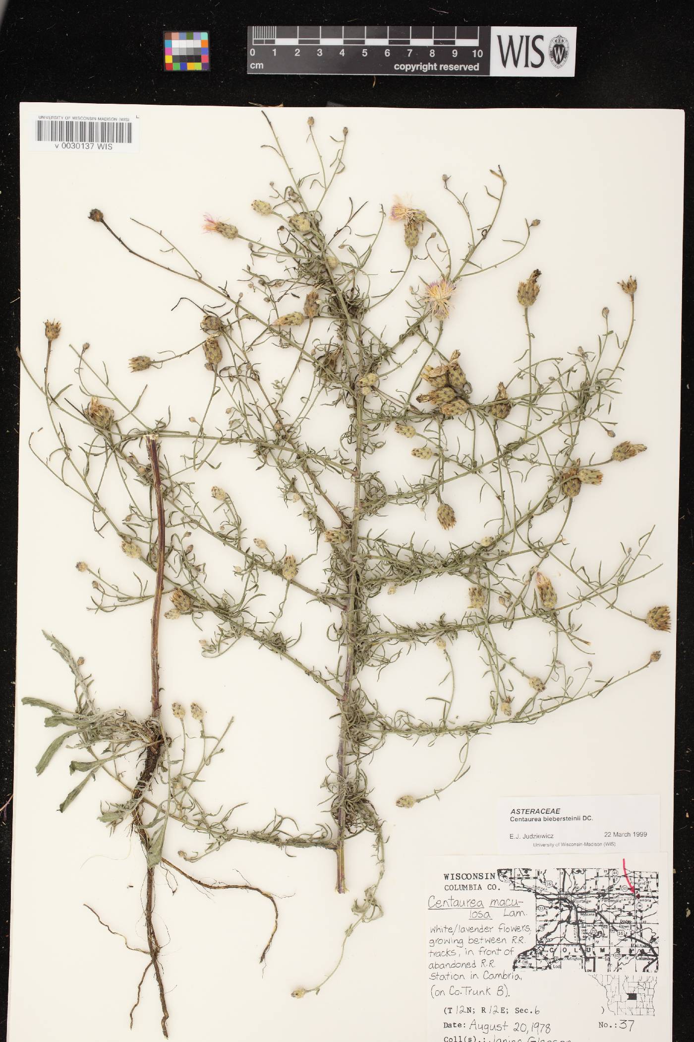 Centaurea stoebe subsp. micranthos image