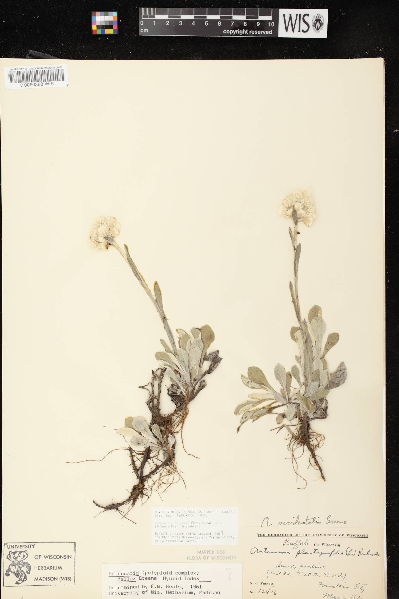 Antennaria parlinii subsp. fallax image