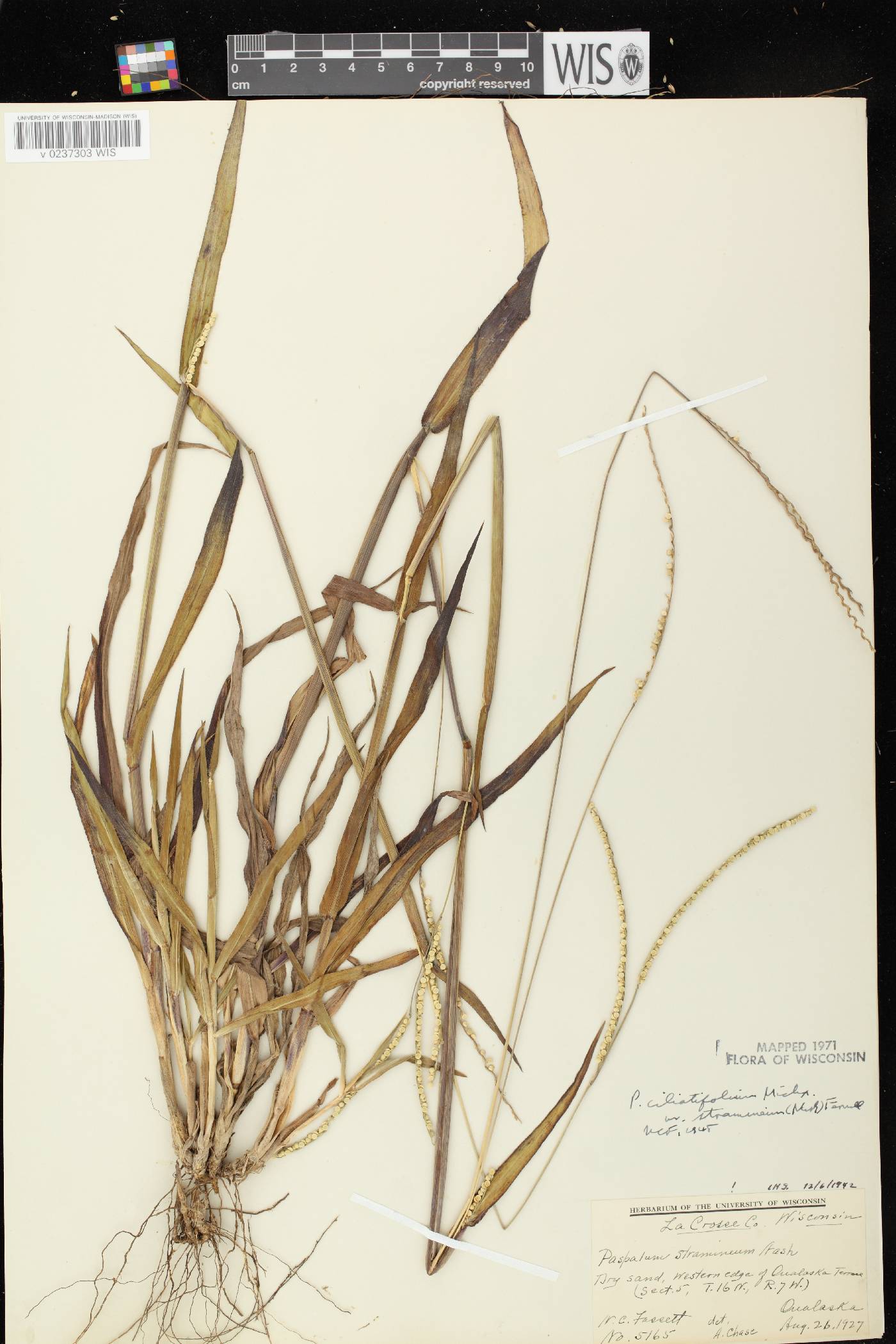 Paspalum setaceum var. stramineum image