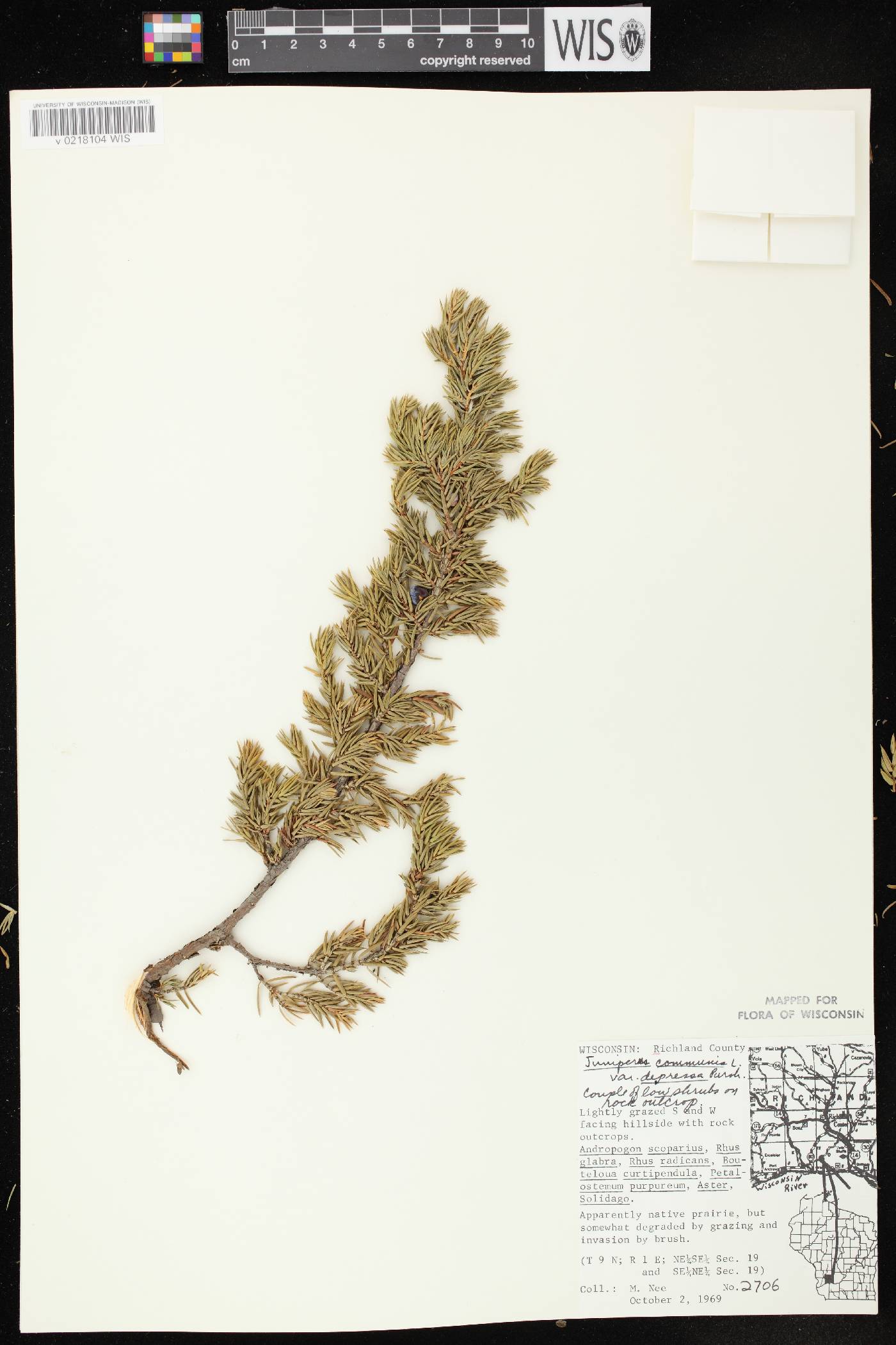 Juniperus communis image