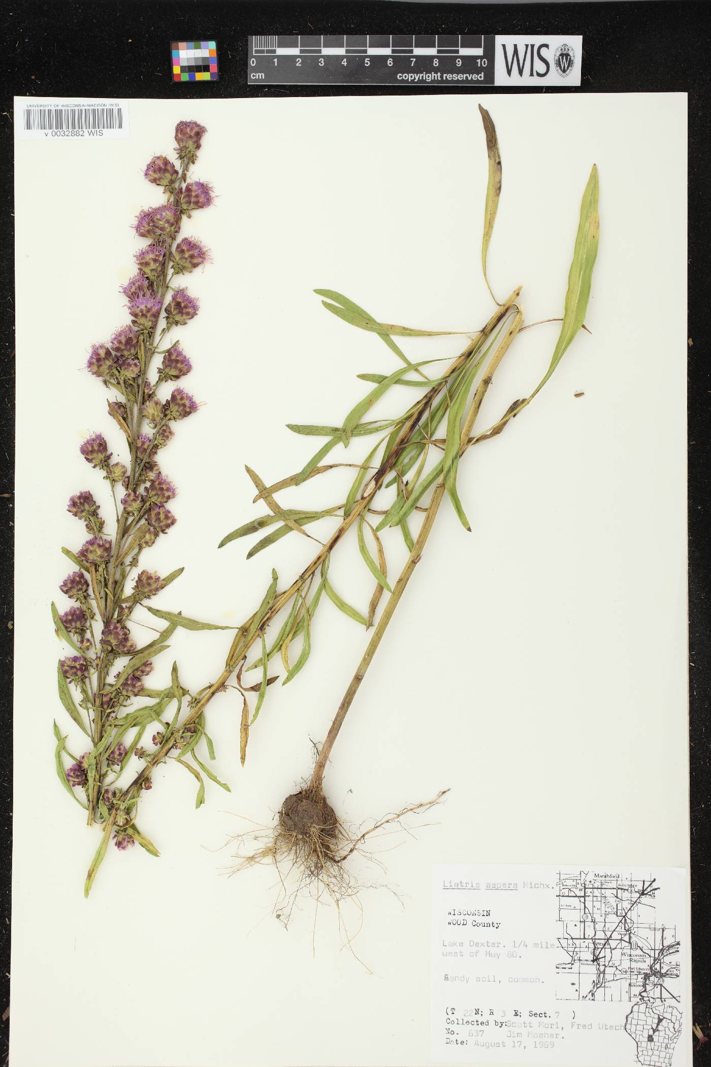 Liatris aspera image