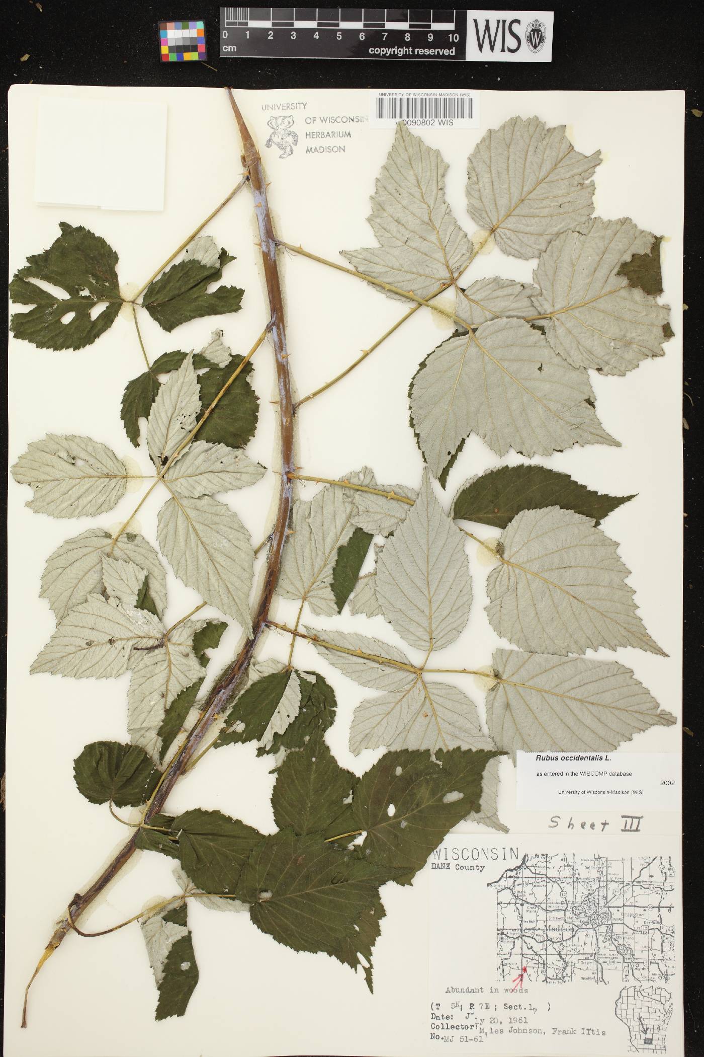 Rubus occidentalis image