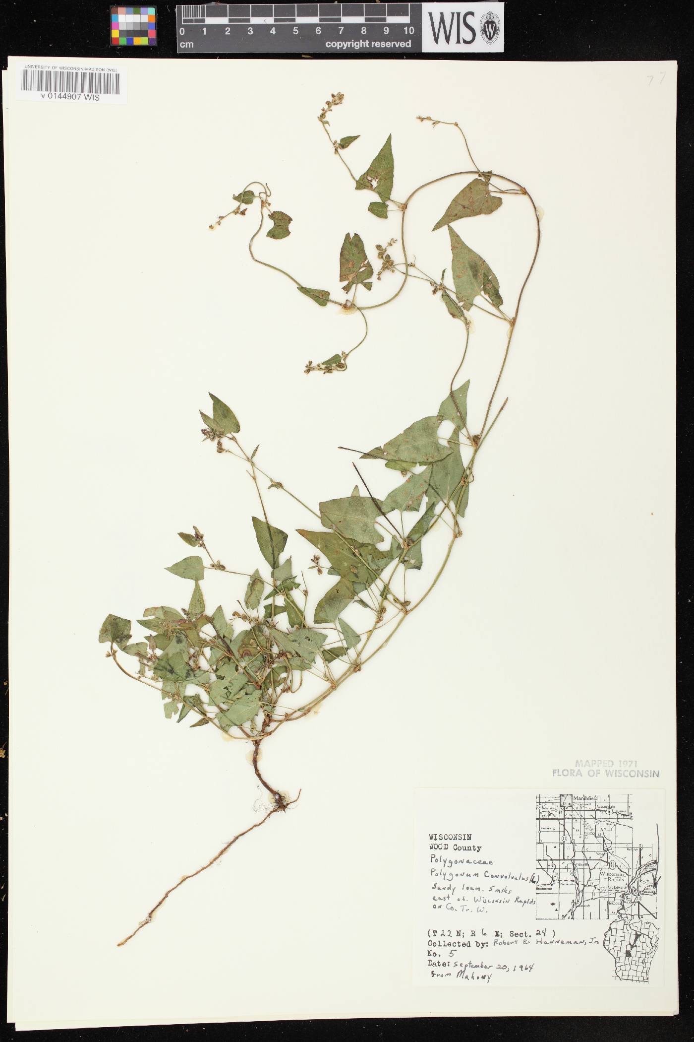 Fallopia convolvulus image