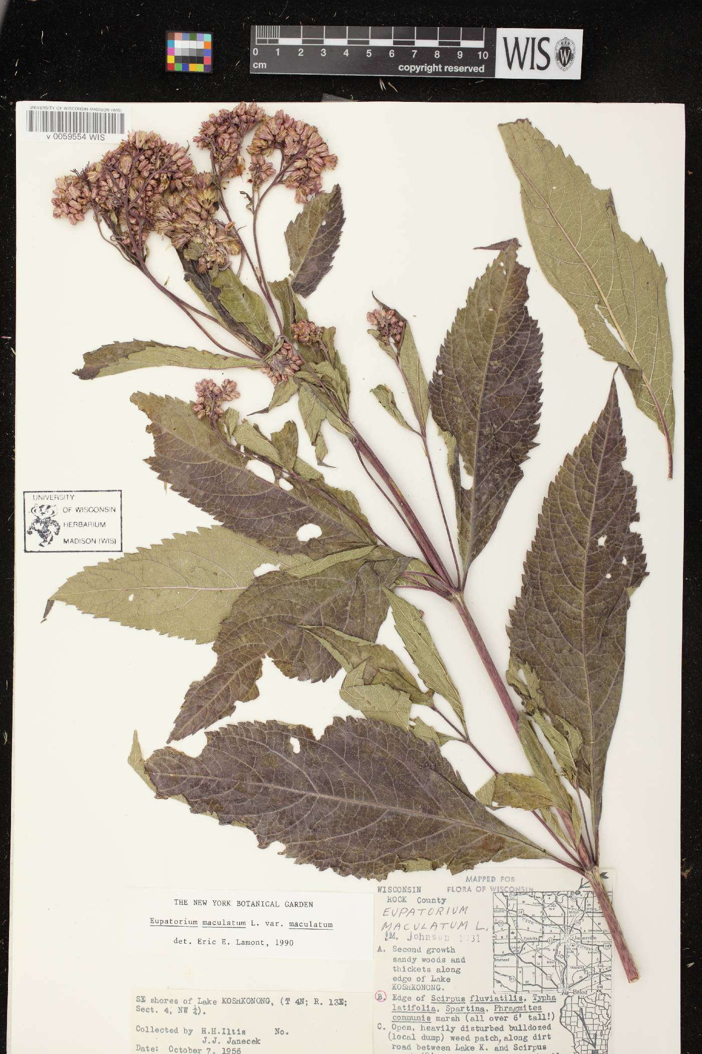 Eutrochium maculatum var. maculatum image