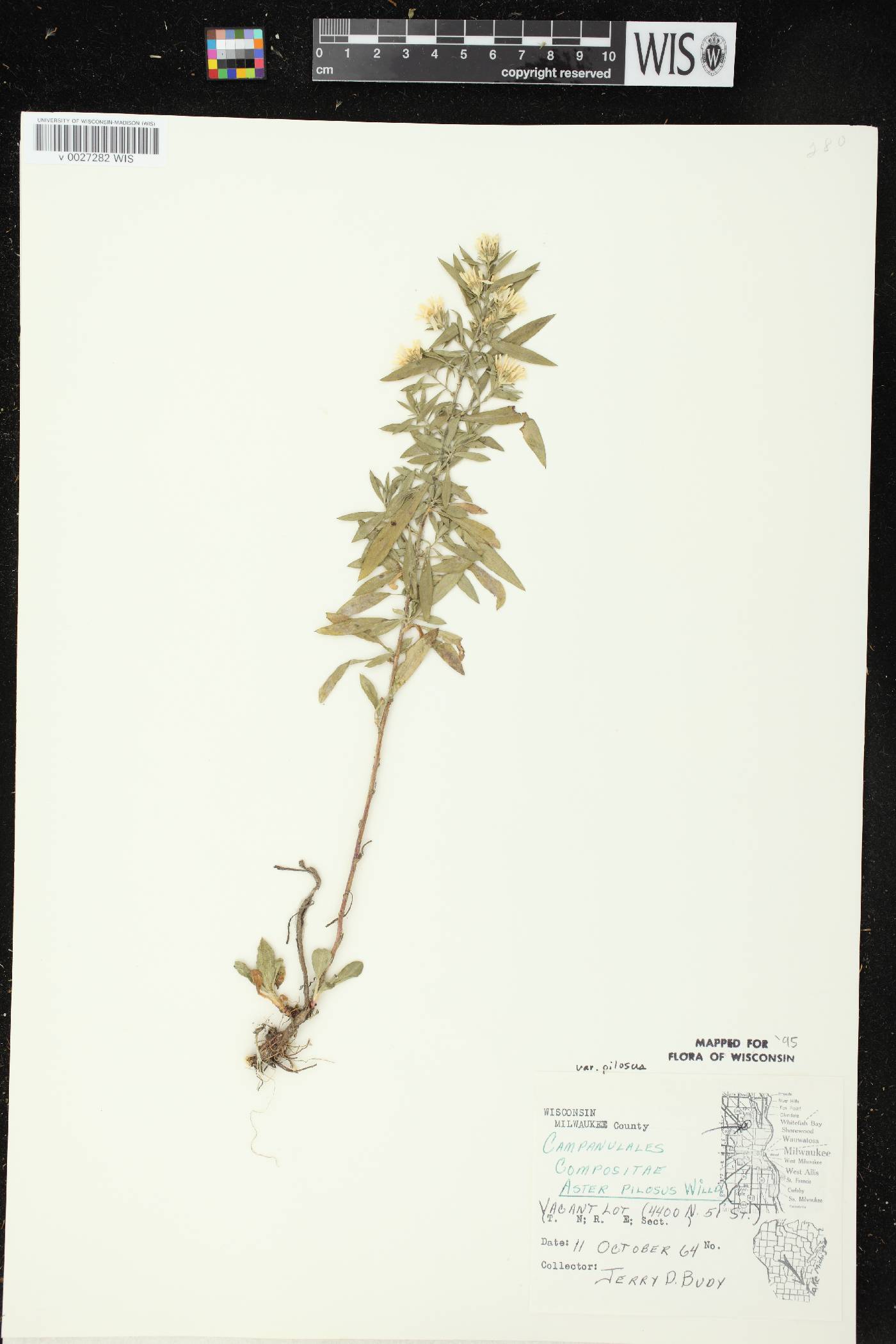 Symphyotrichum pilosum image