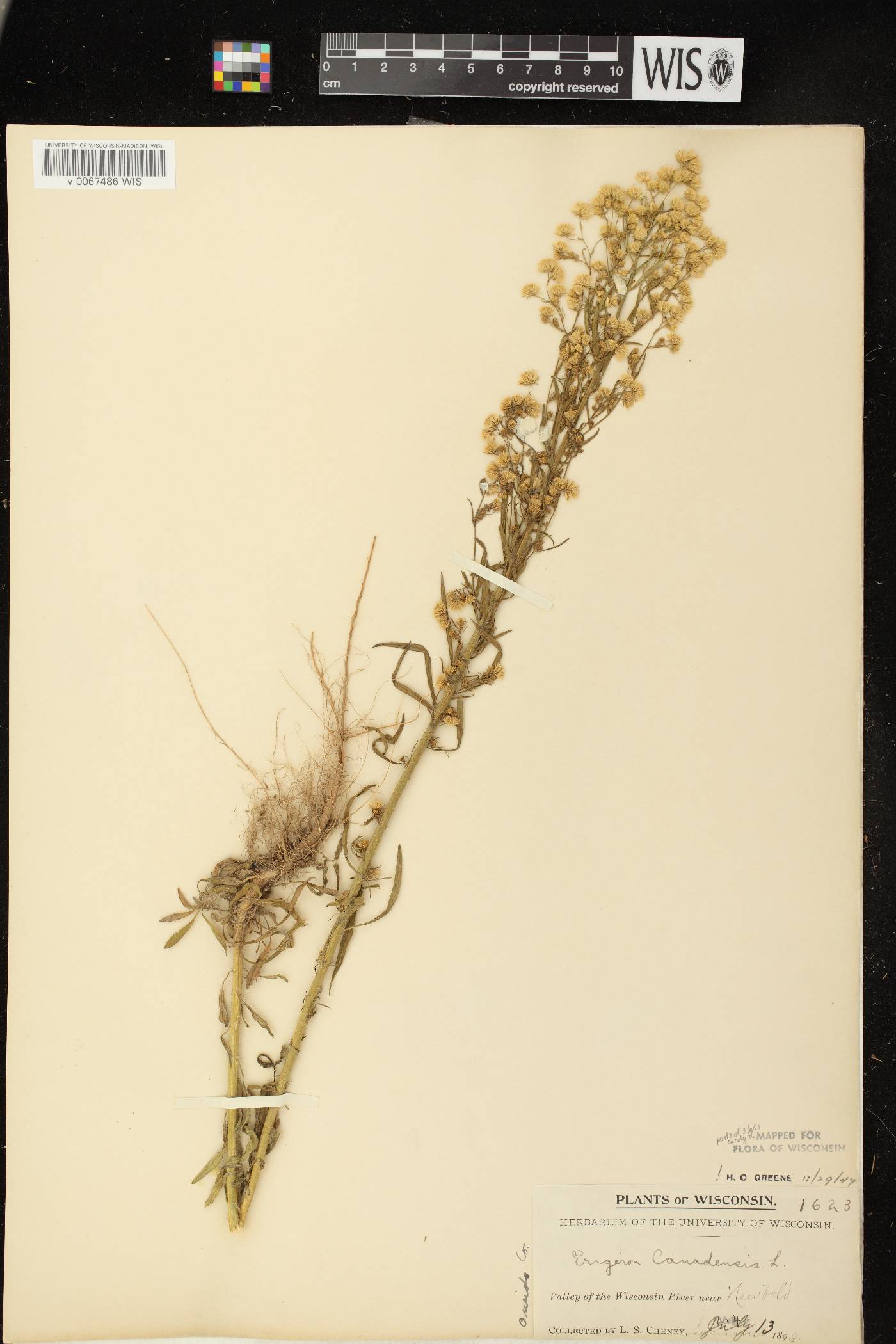 Conyza canadensis image