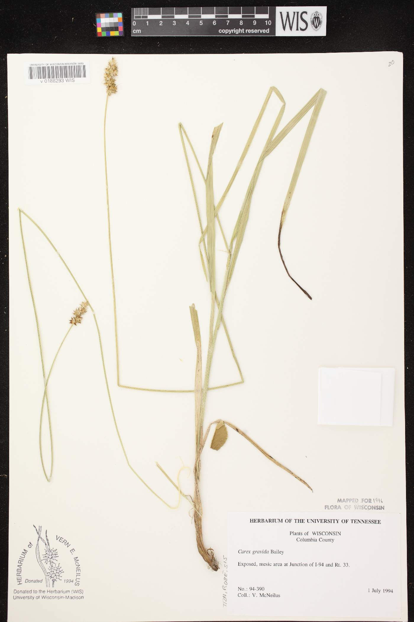 Carex gravida image