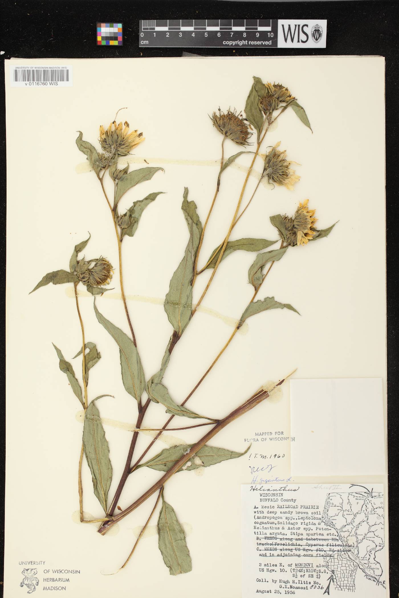 Helianthus giganteus image