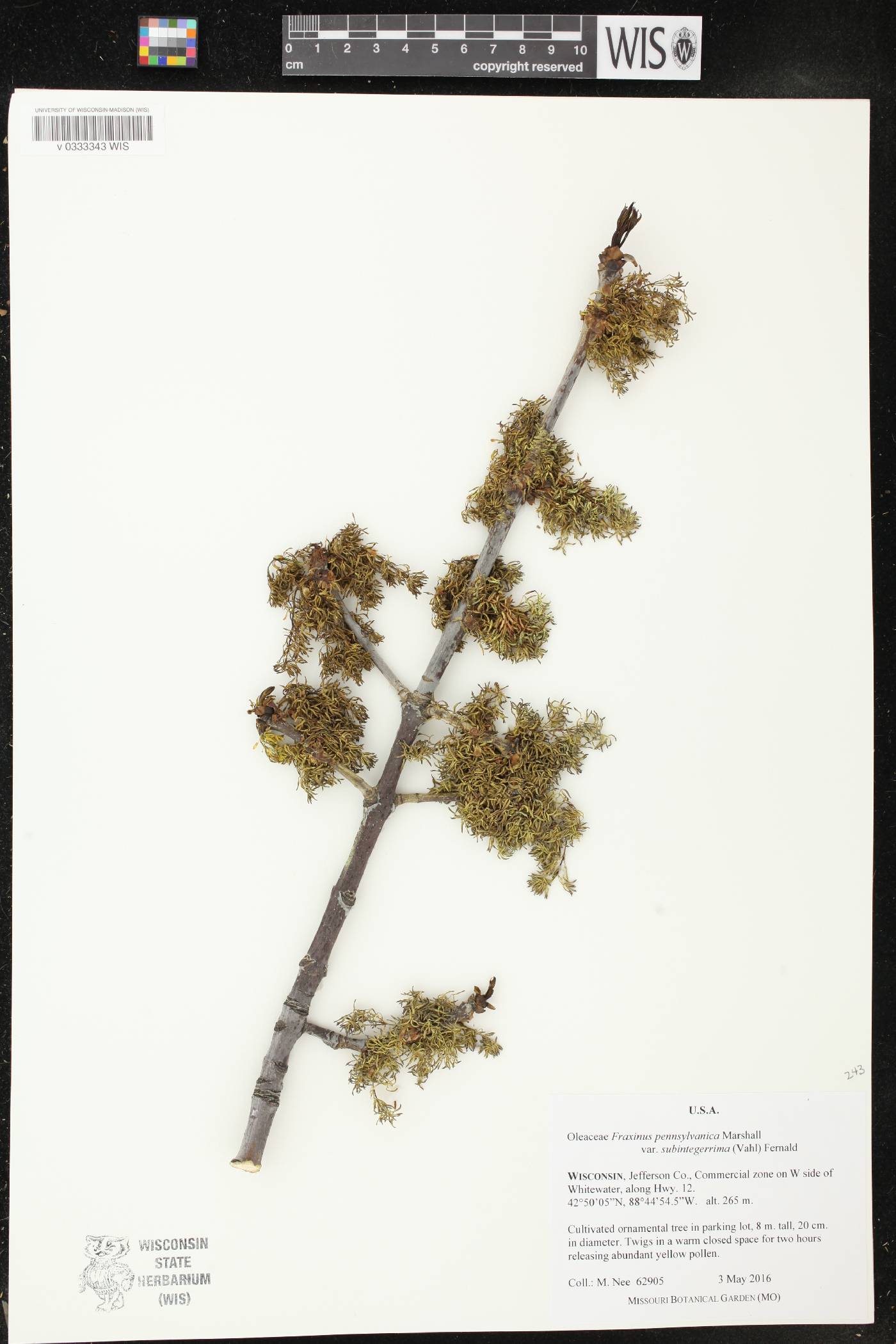 Fraxinus pennsylvanica image