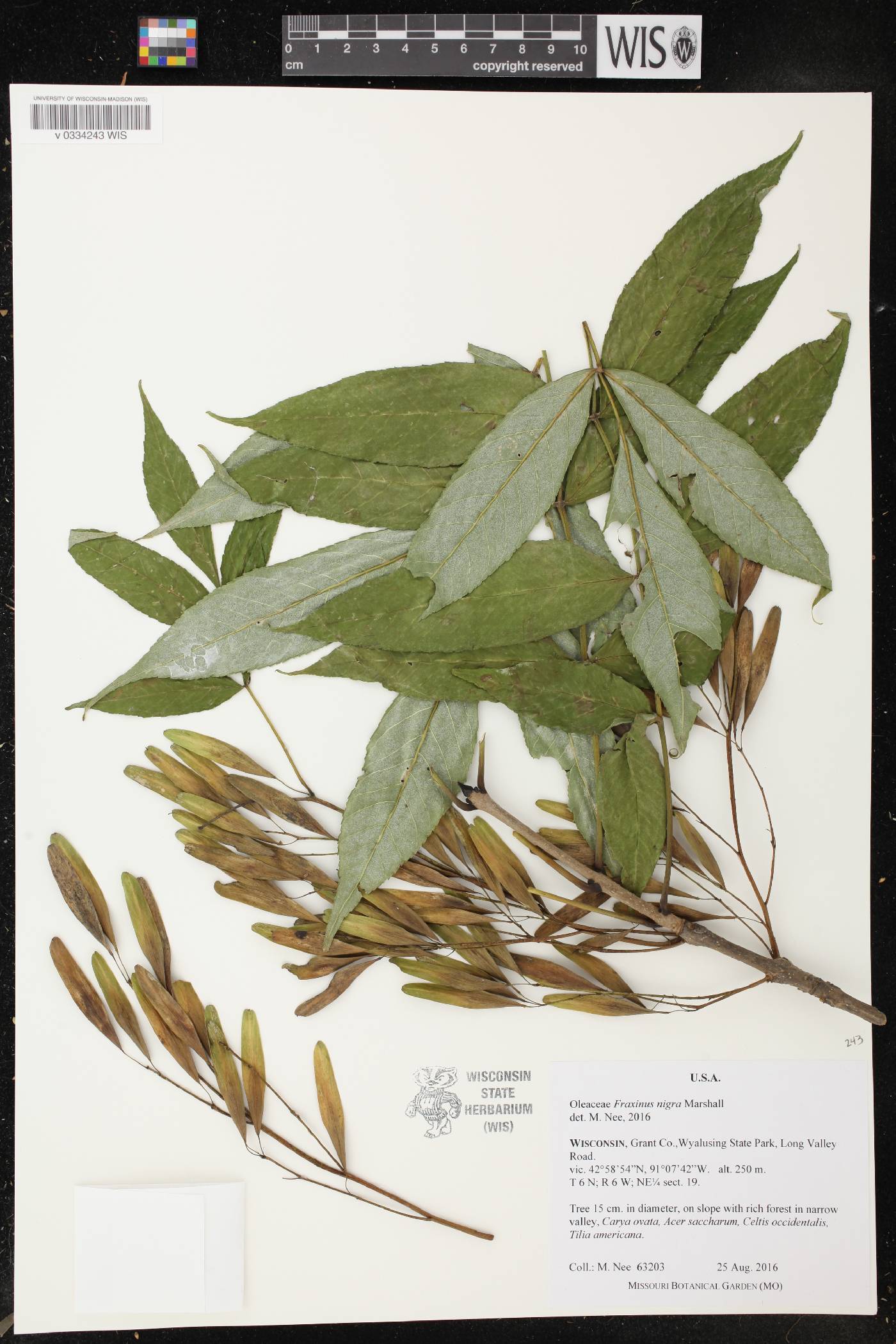 Fraxinus nigra image