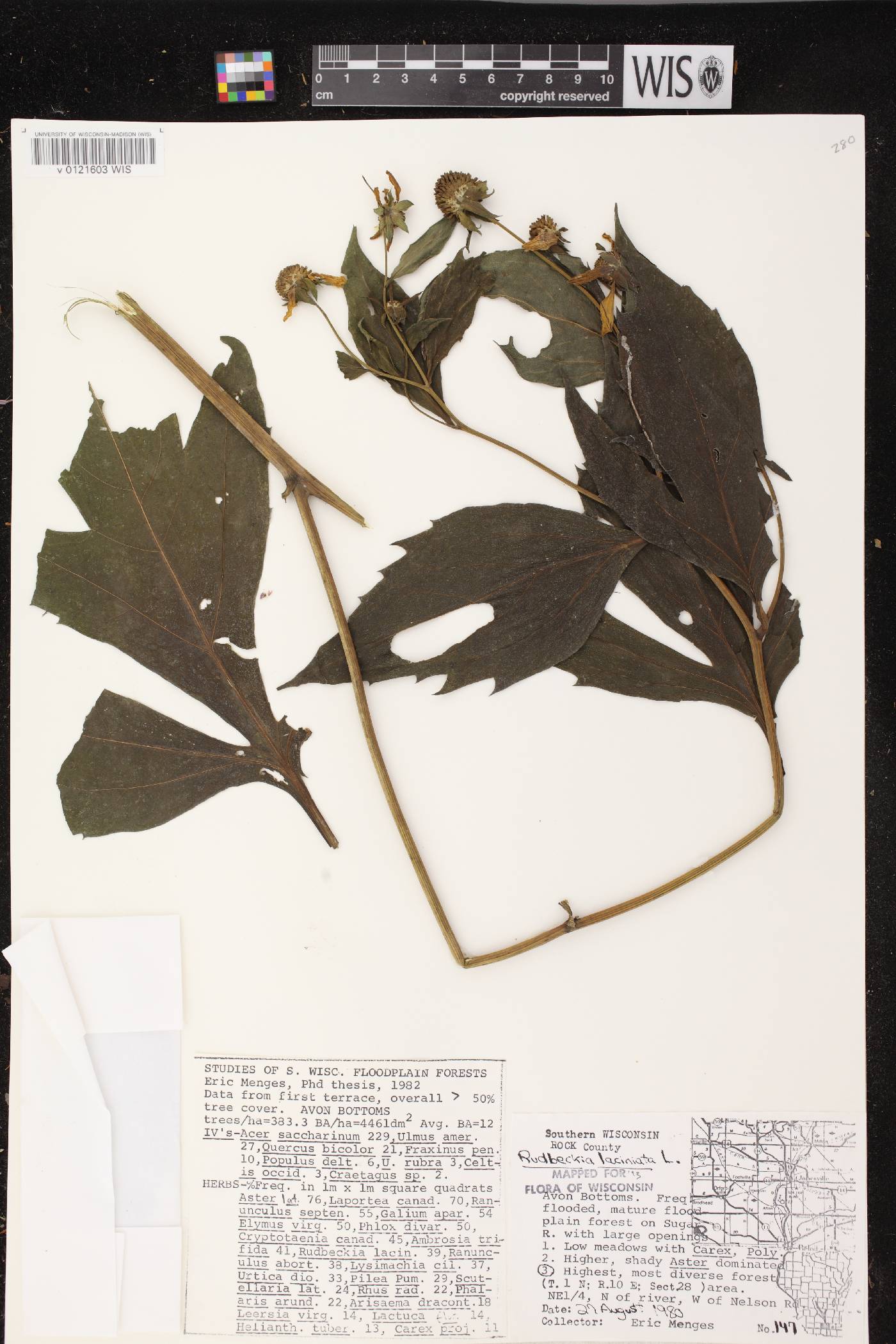 Rudbeckia laciniata image