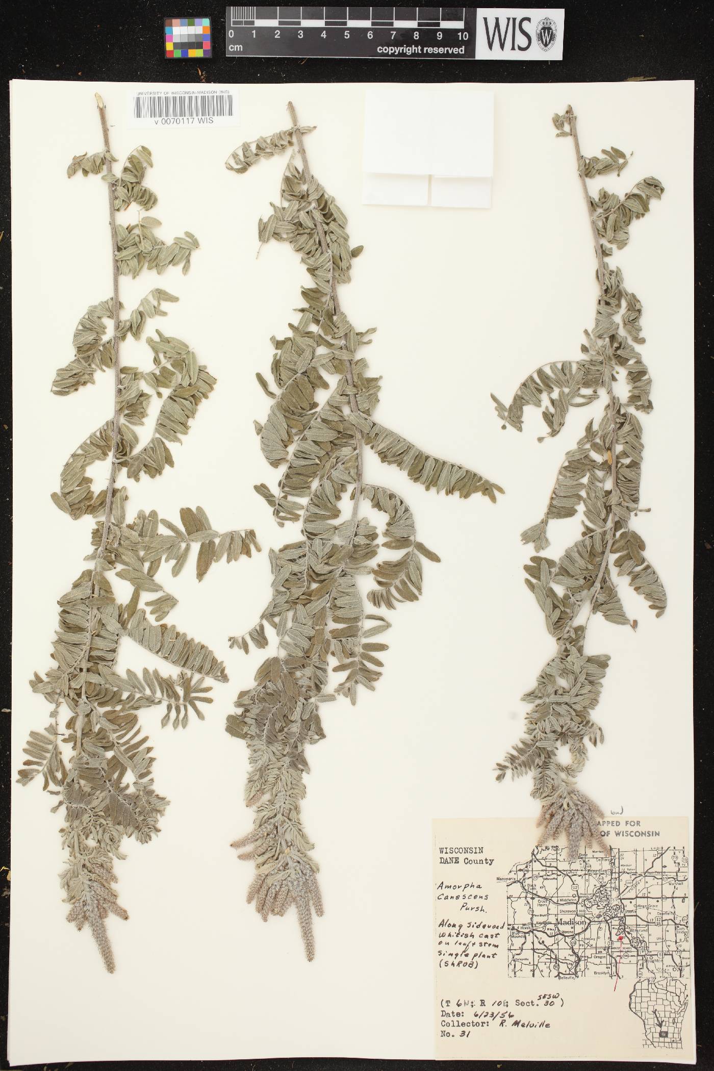 Amorpha canescens image