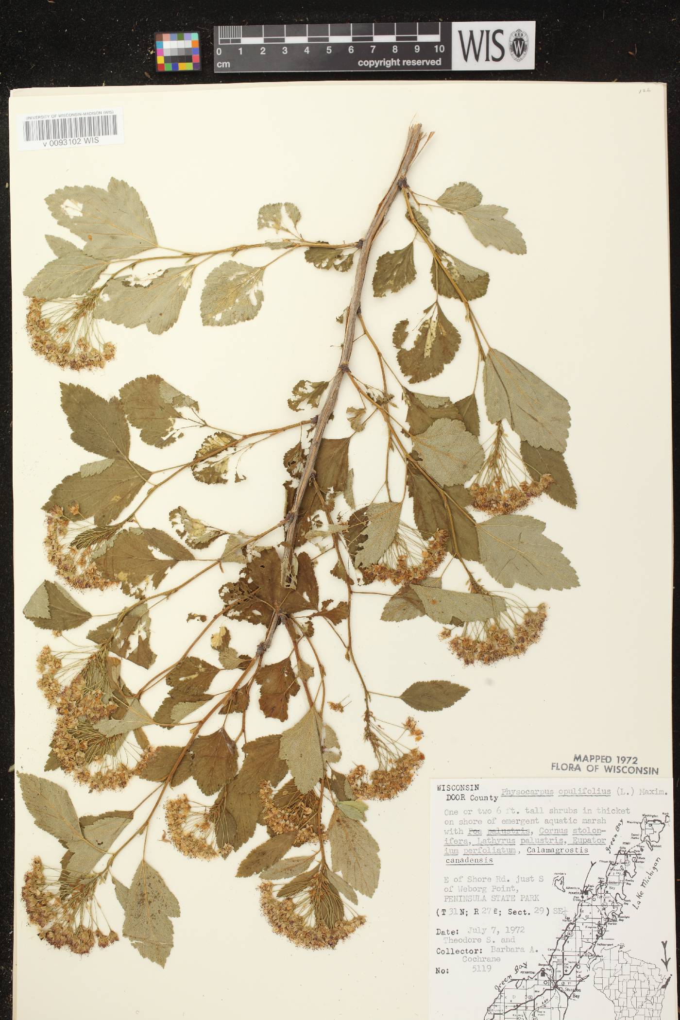 Physocarpus opulifolius image