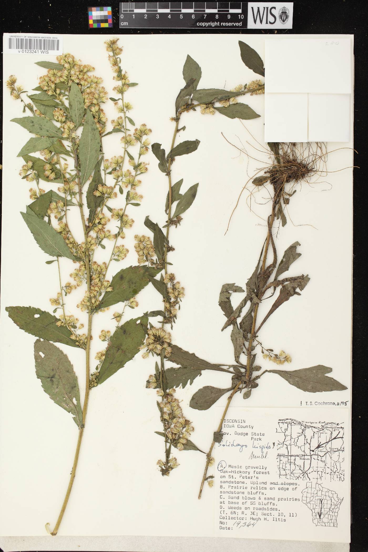 Solidago hispida image
