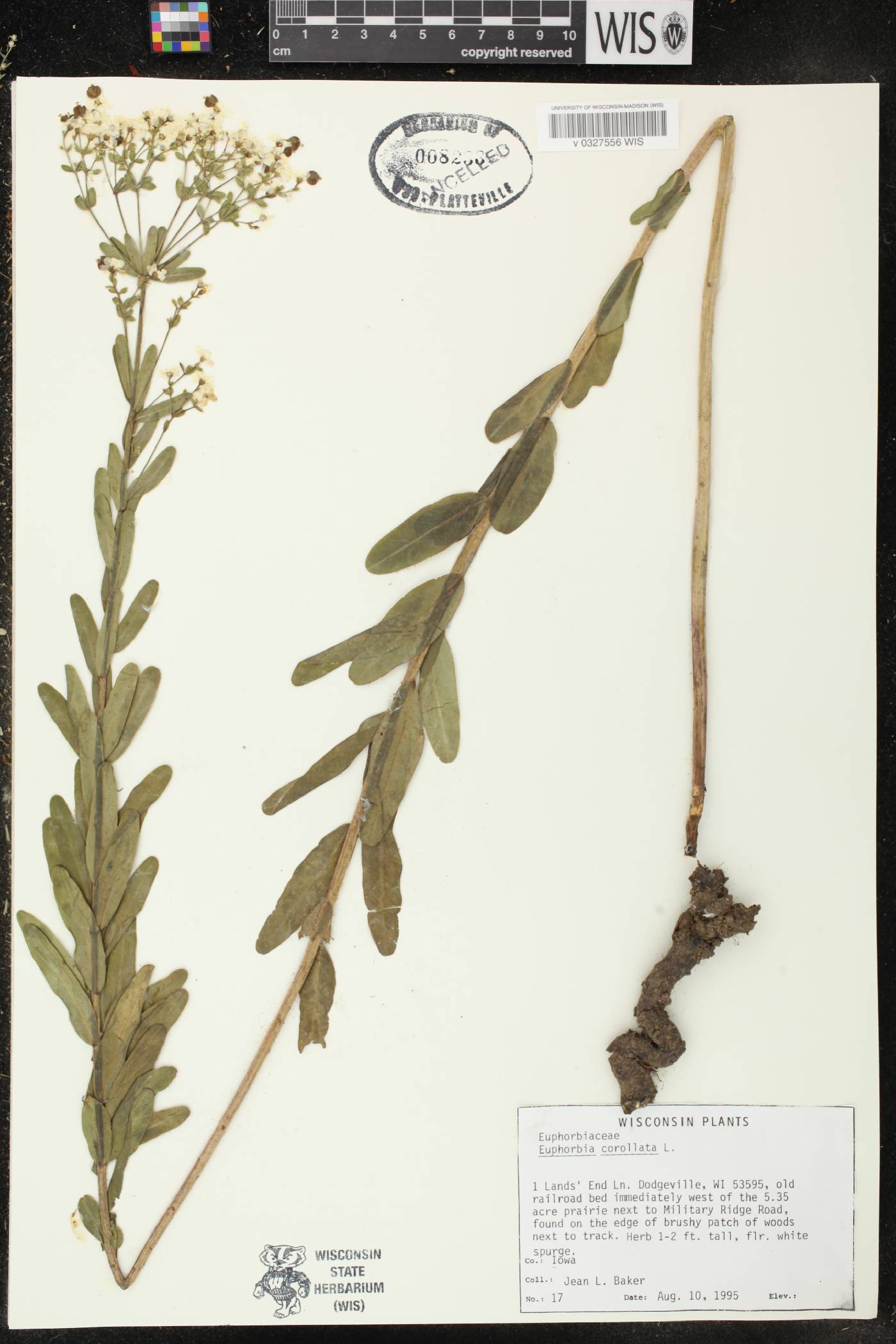 Euphorbia corollata image