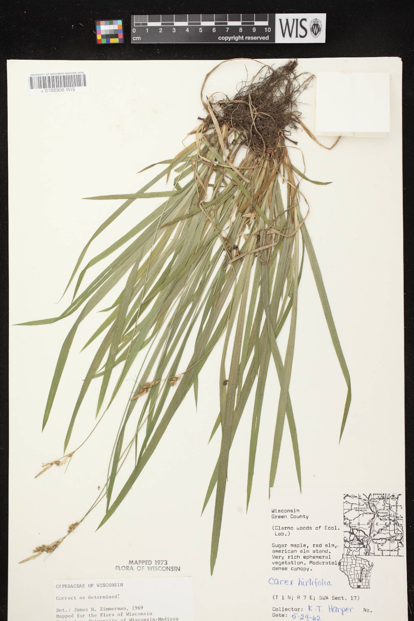 Carex hirtifolia image
