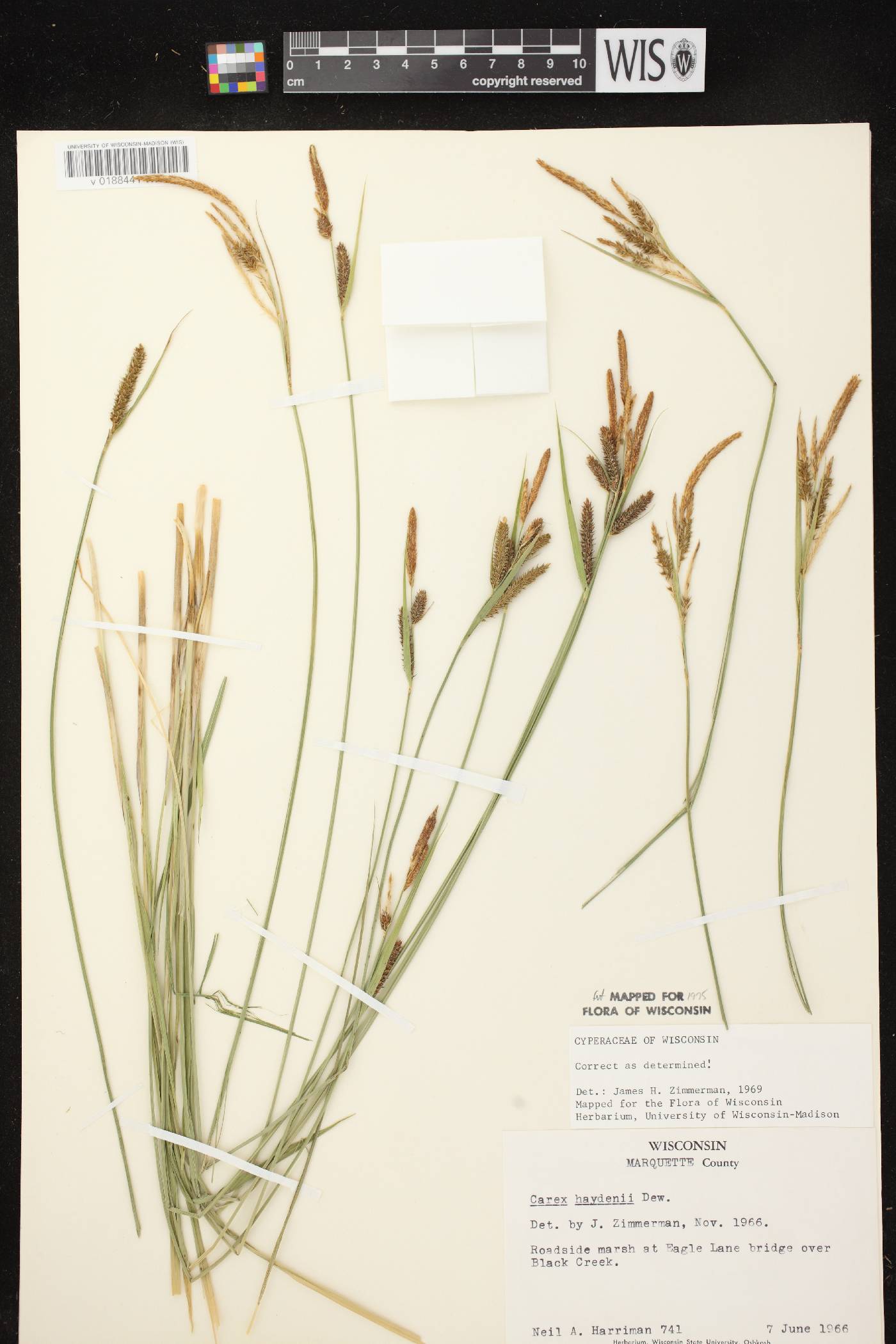 Carex haydenii image
