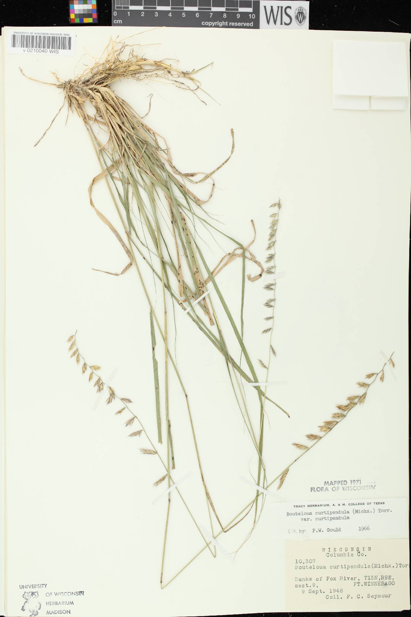 Bouteloua curtipendula image