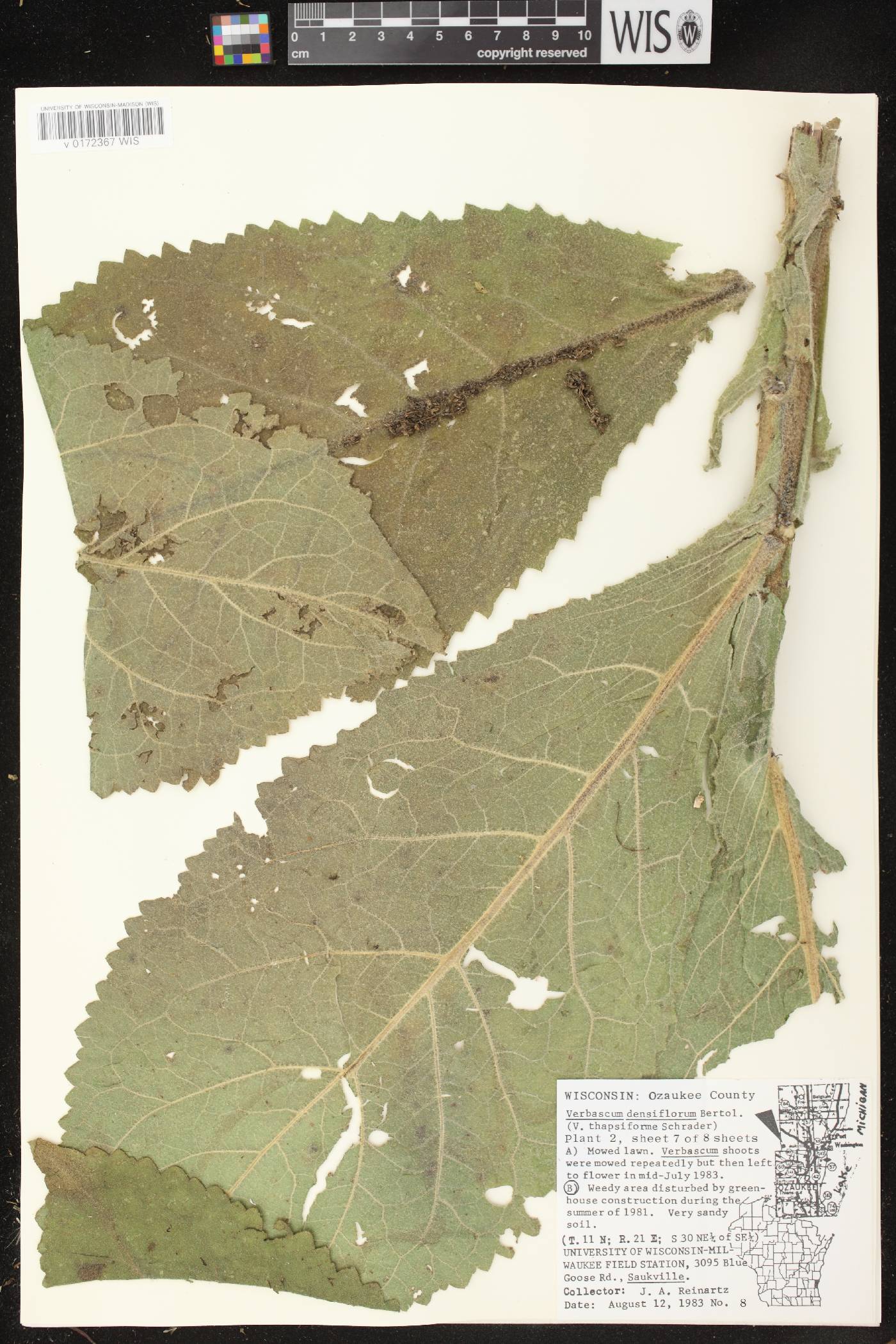 Verbascum densiflorum image