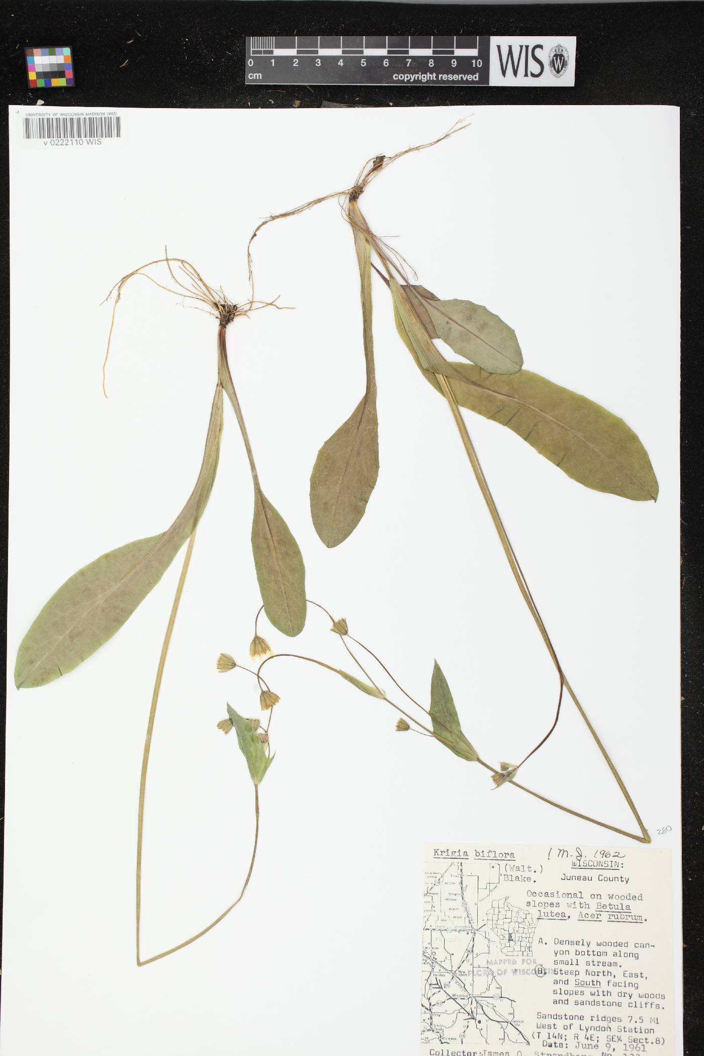 Krigia biflora image
