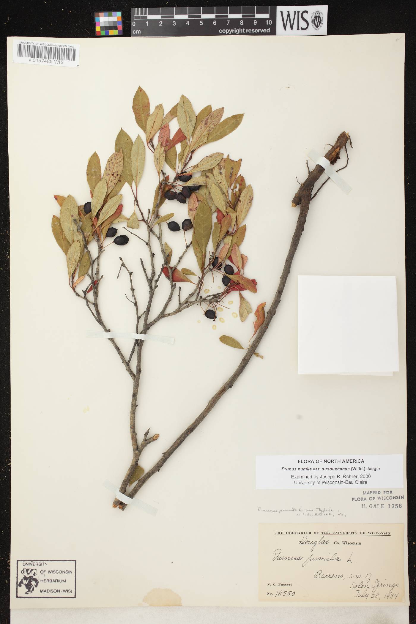 Prunus pumila image