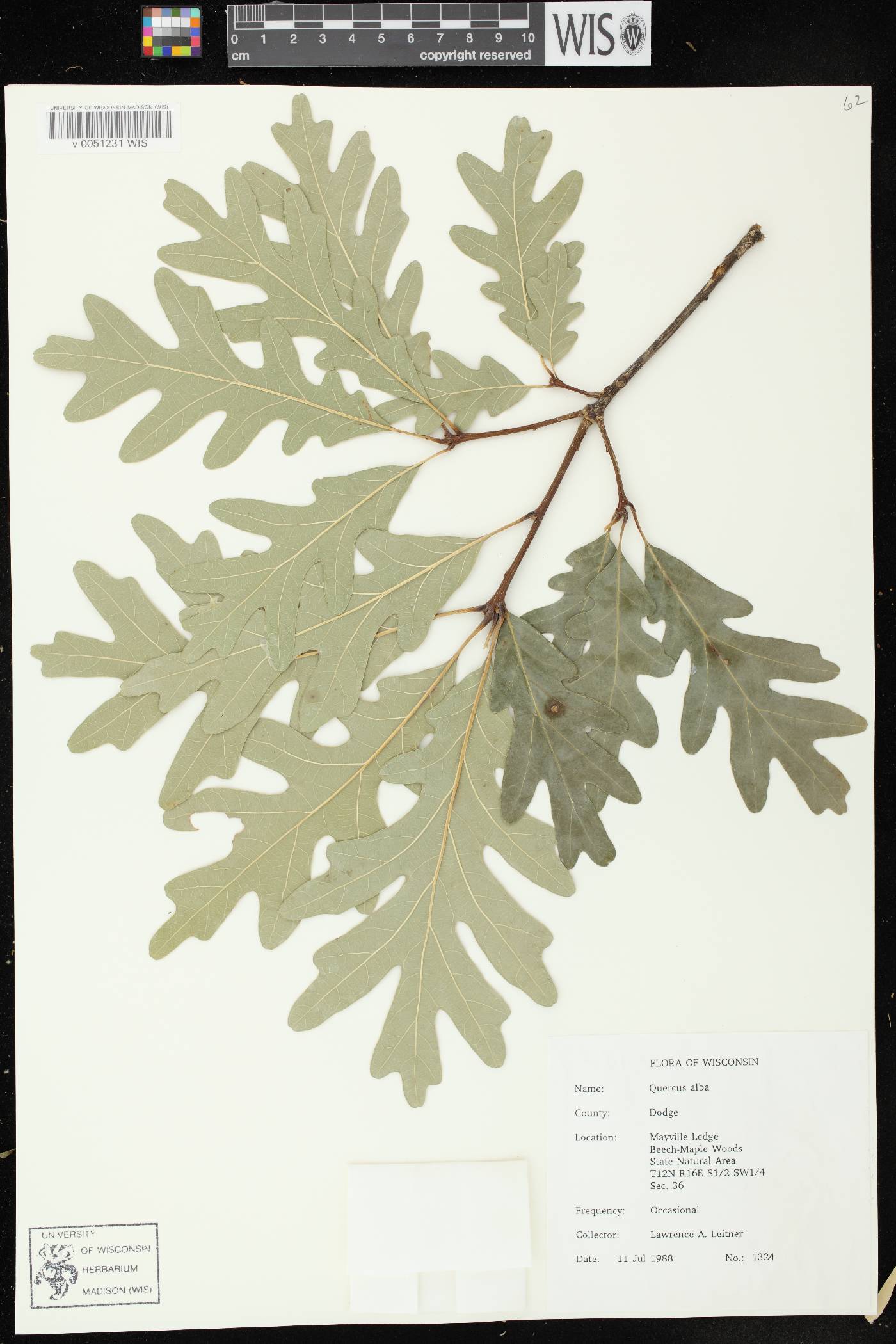 Quercus alba image