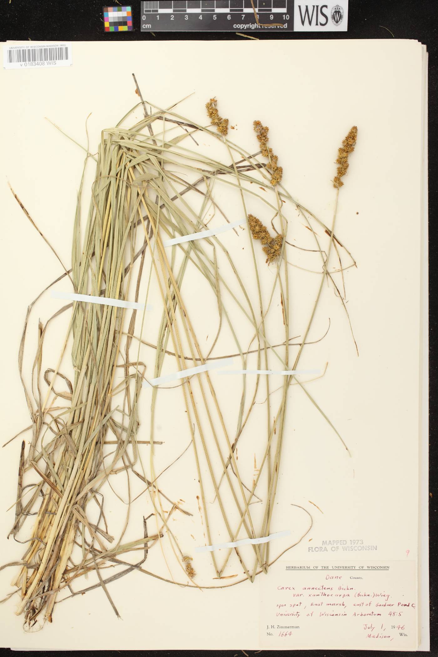 Carex annectens image