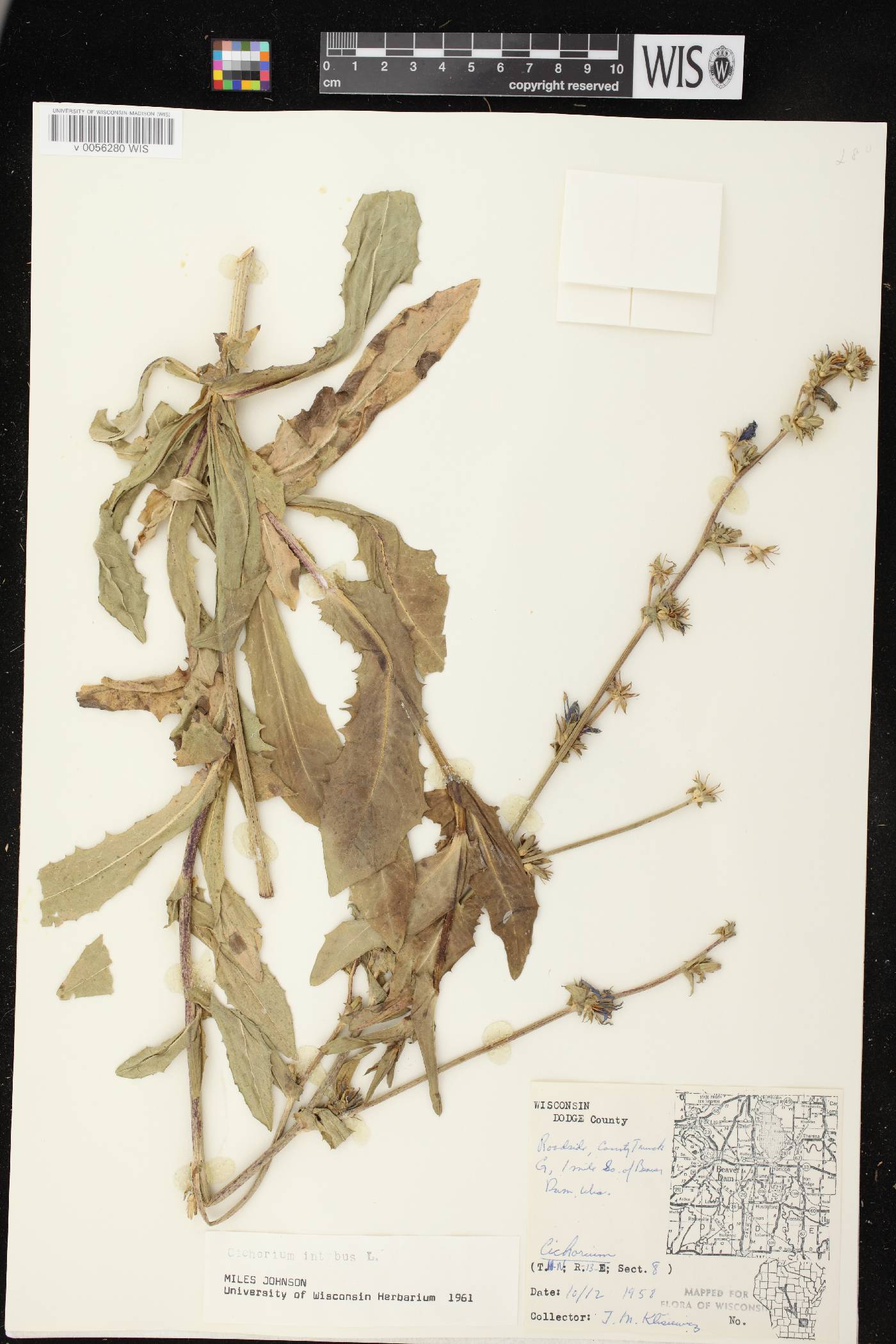 Cichorium intybus image