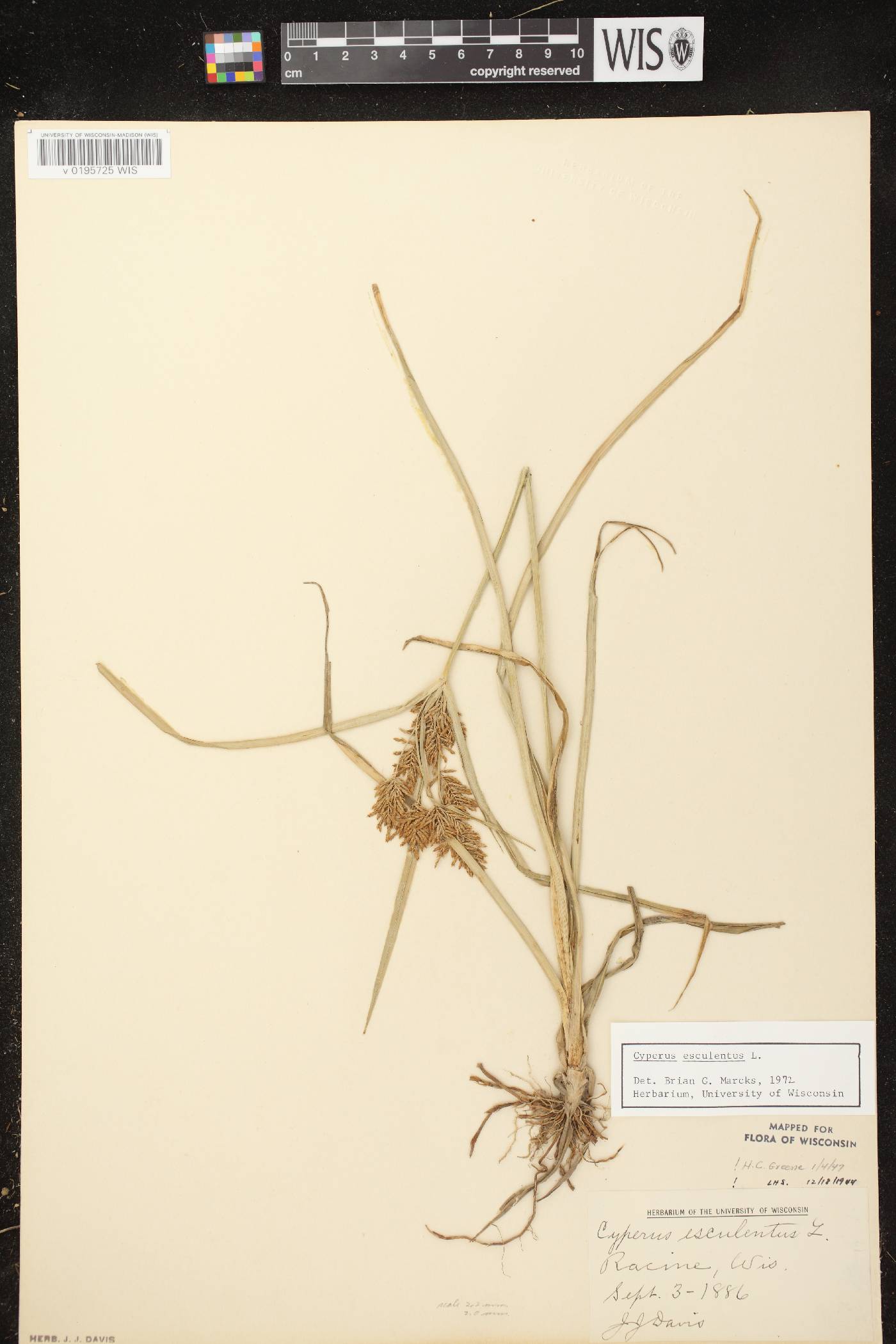 Cyperus esculentus var. leptostachyus image