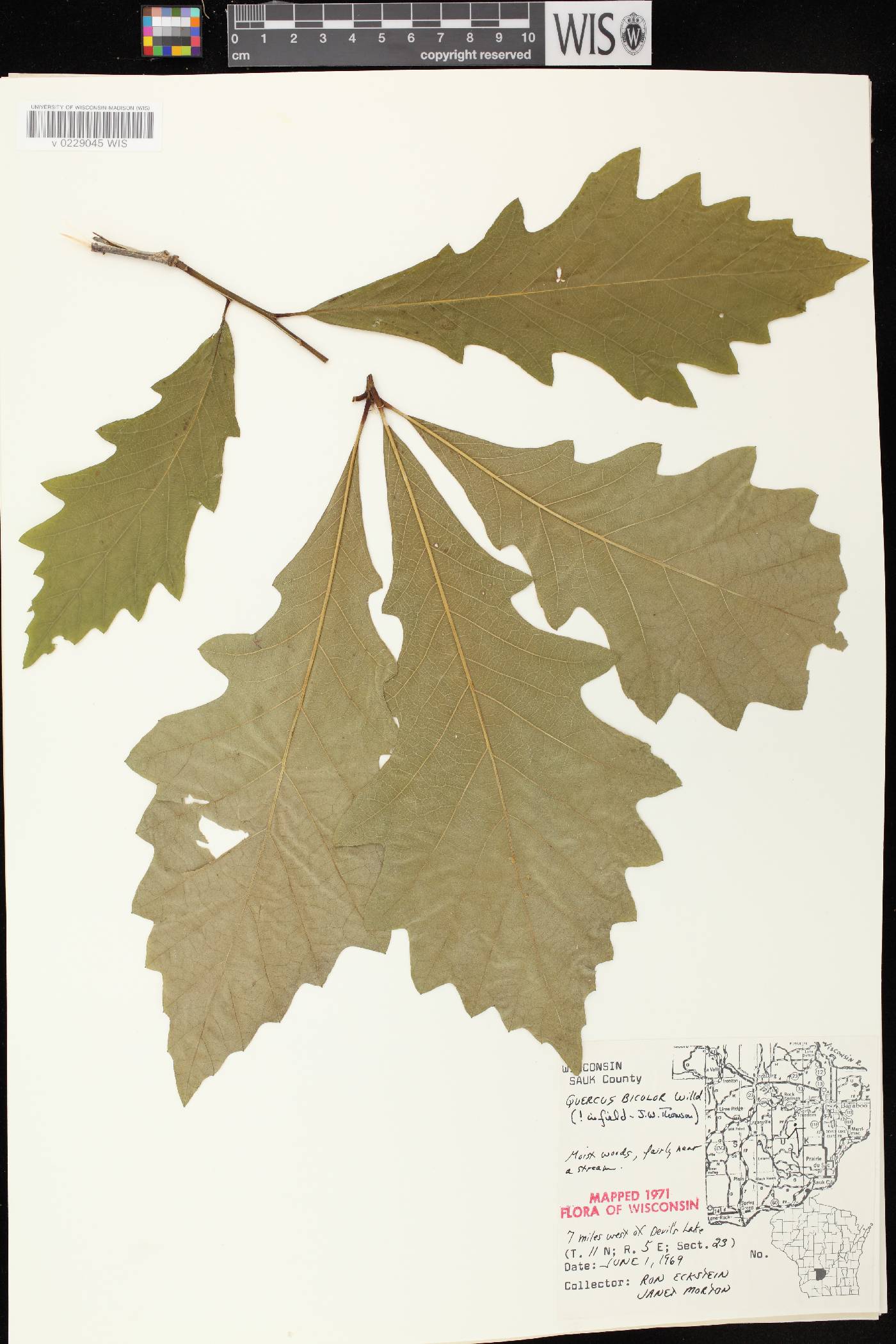 Quercus bicolor image