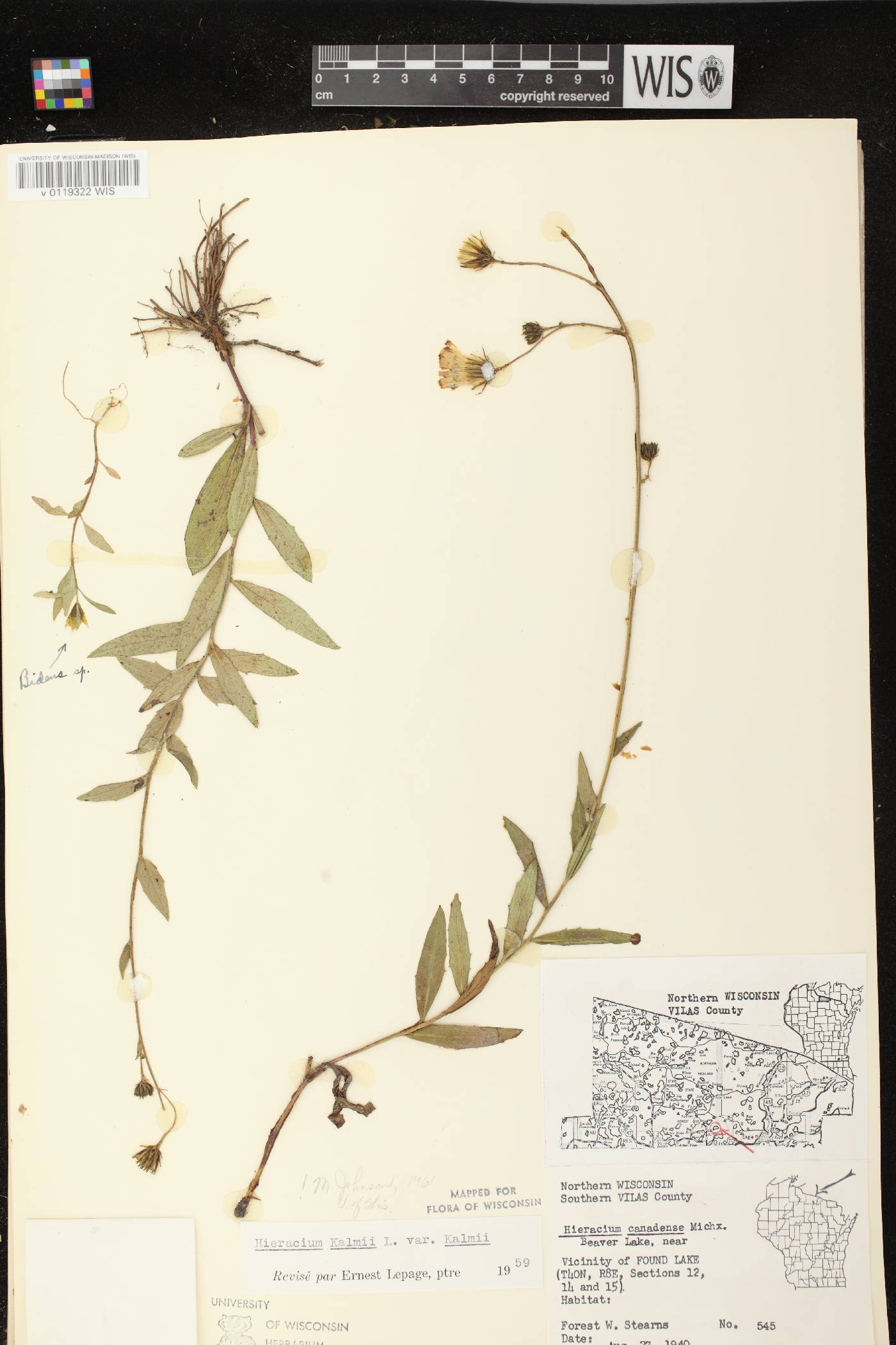 Hieracium umbellatum image