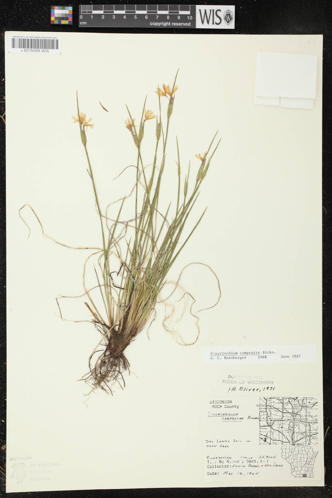 Sisyrinchium campestre image