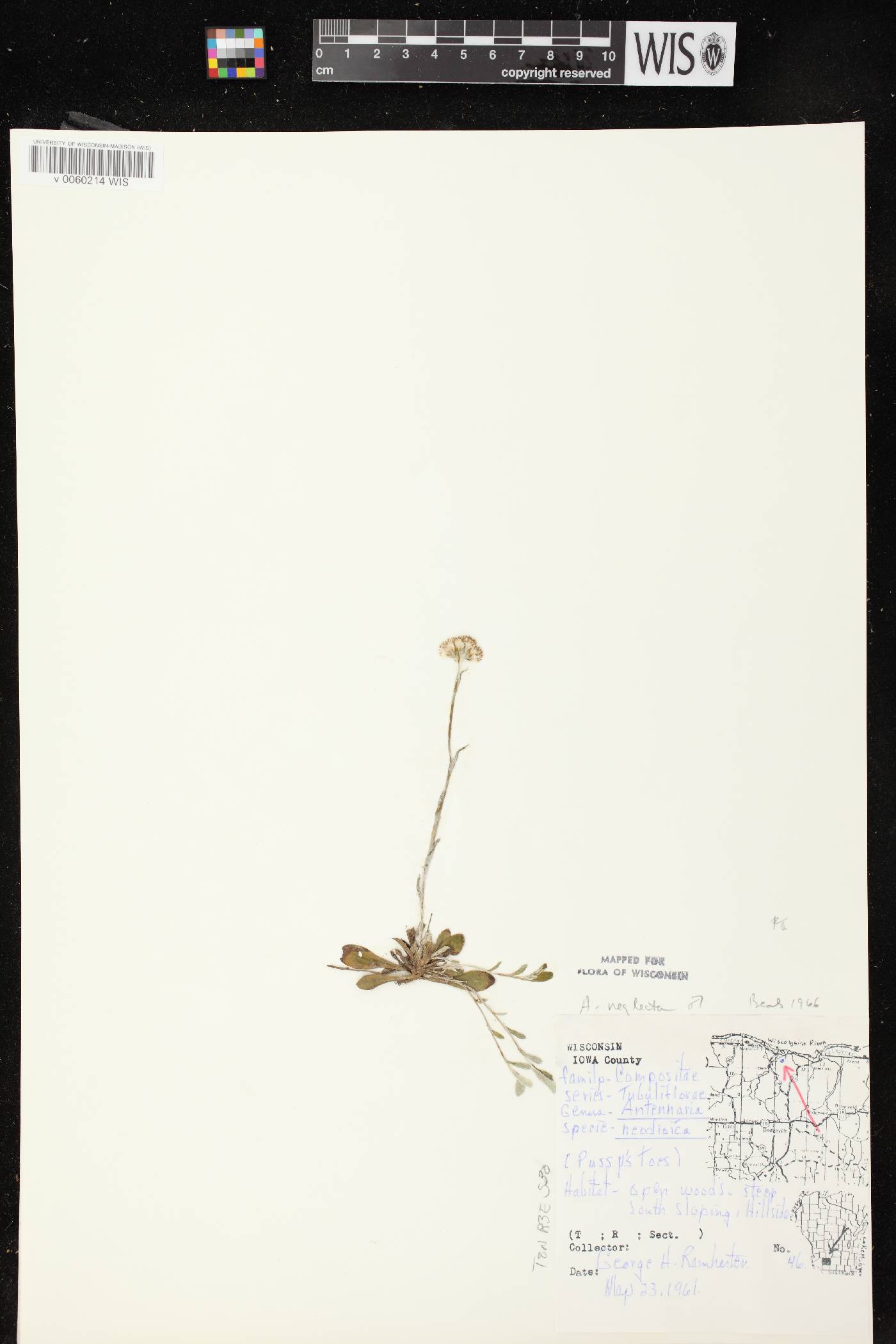 Antennaria neglecta image