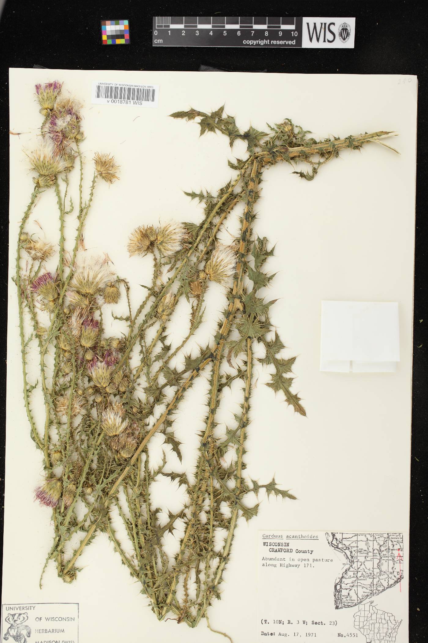 Carduus acanthoides subsp. acanthoides image