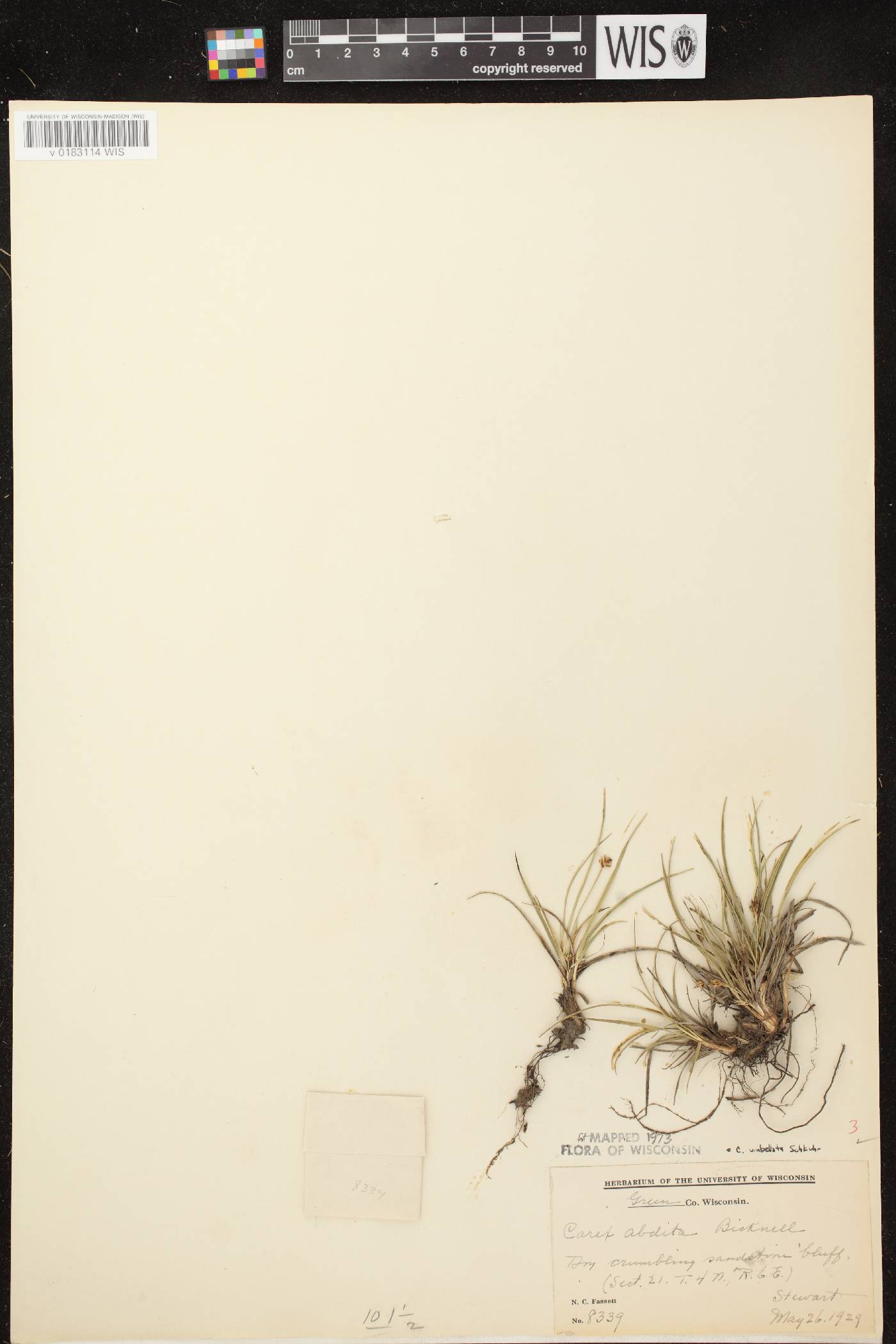 Carex umbellata image