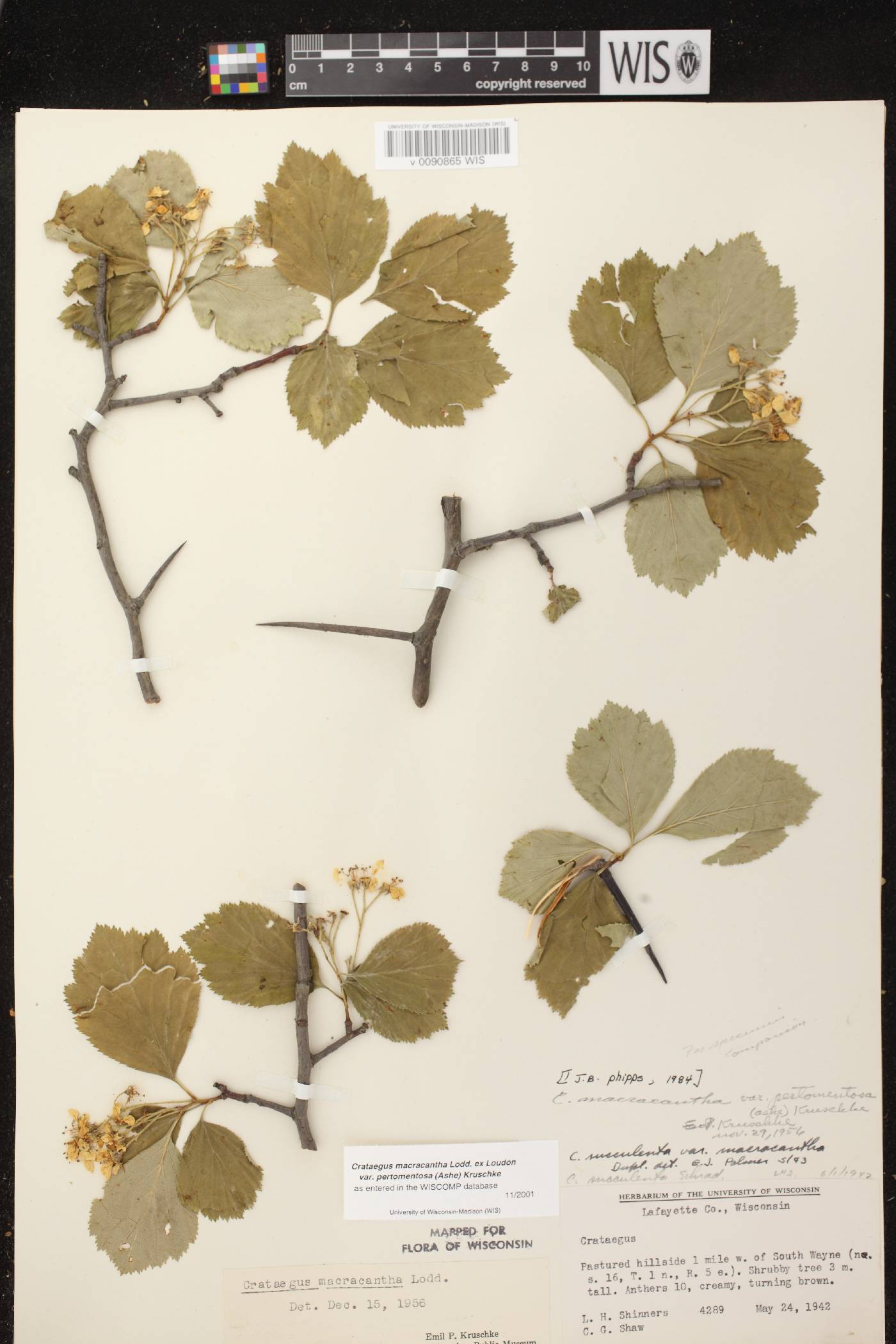 Crataegus macracantha image