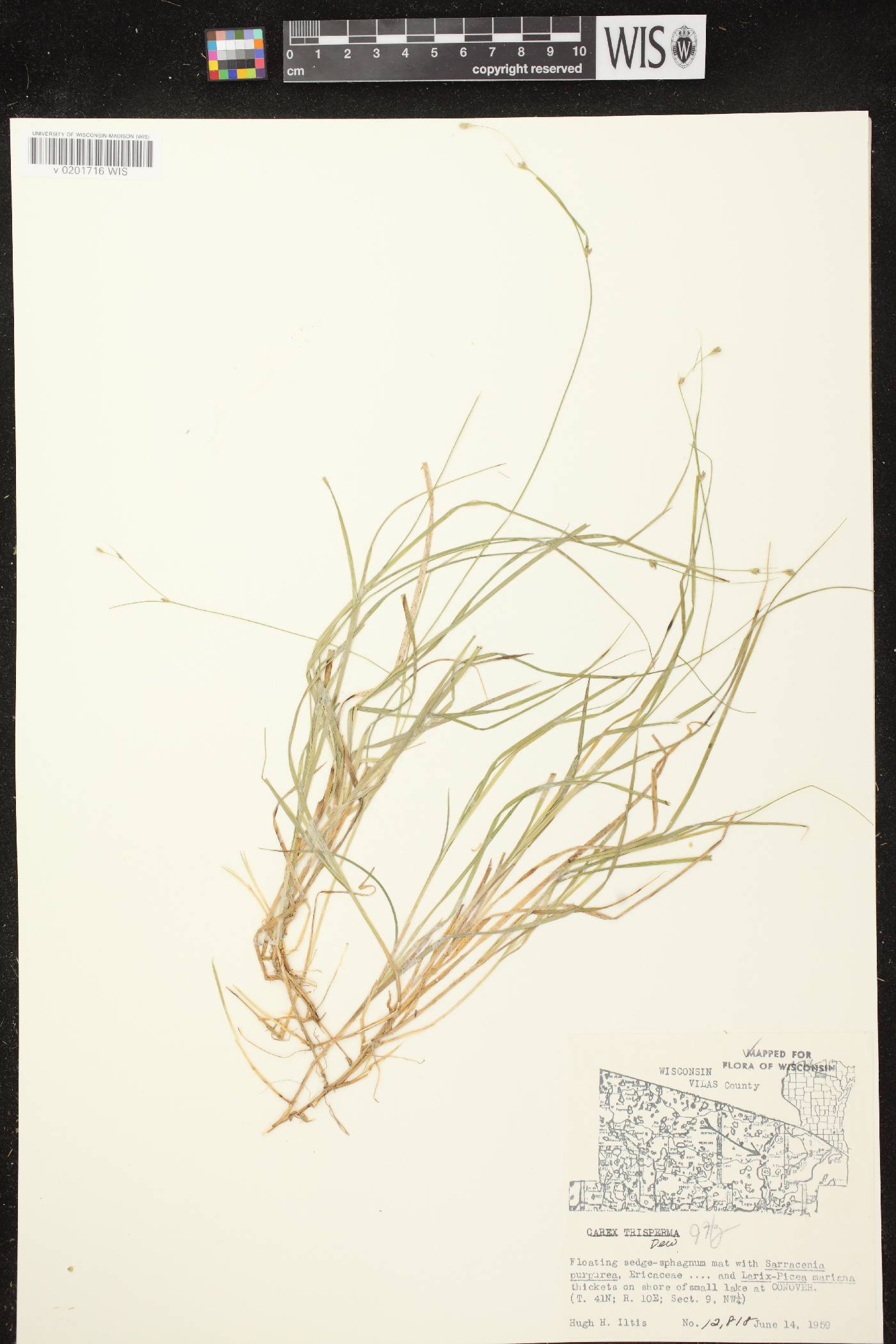 Carex trisperma image