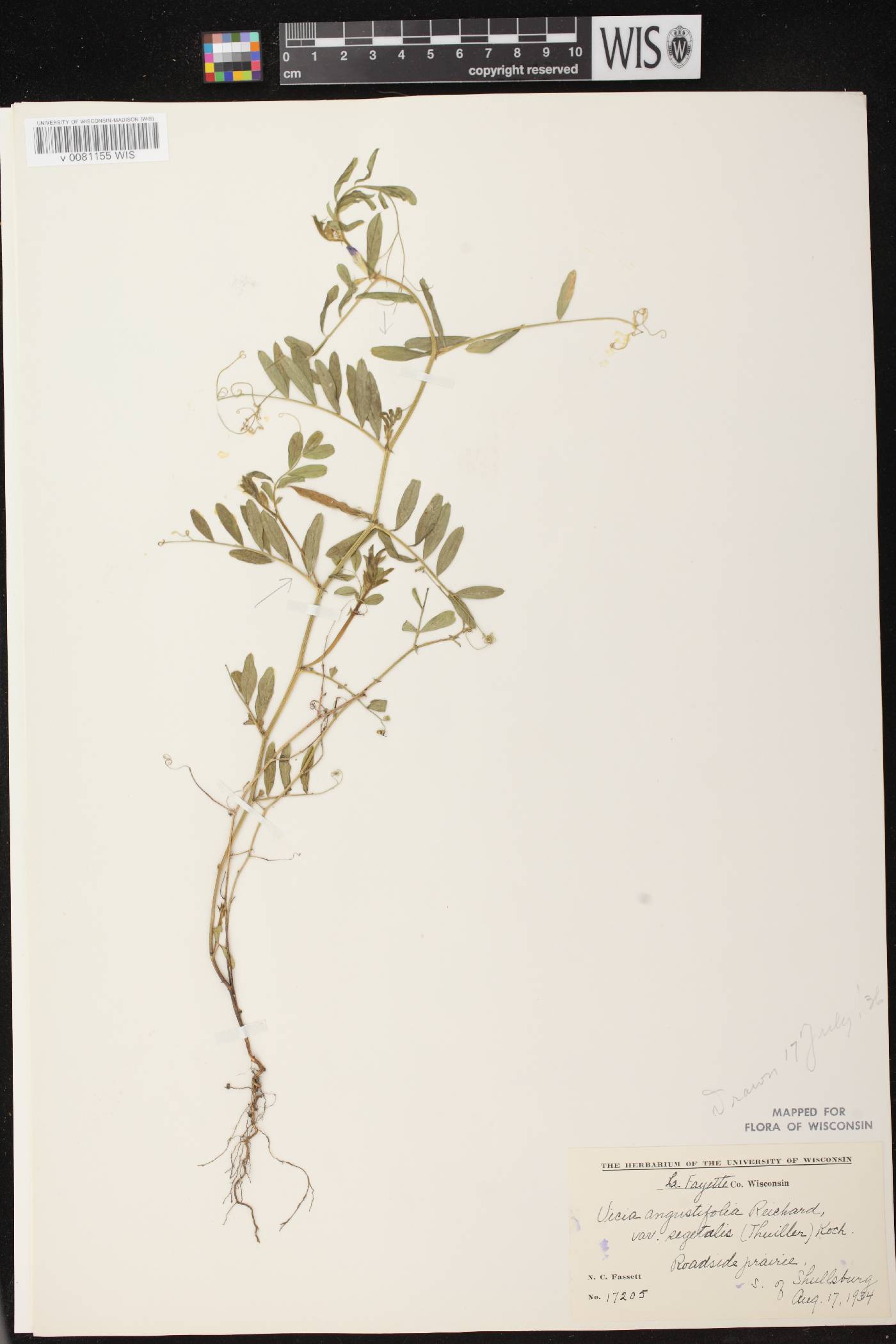 Vicia sativa subsp. nigra image
