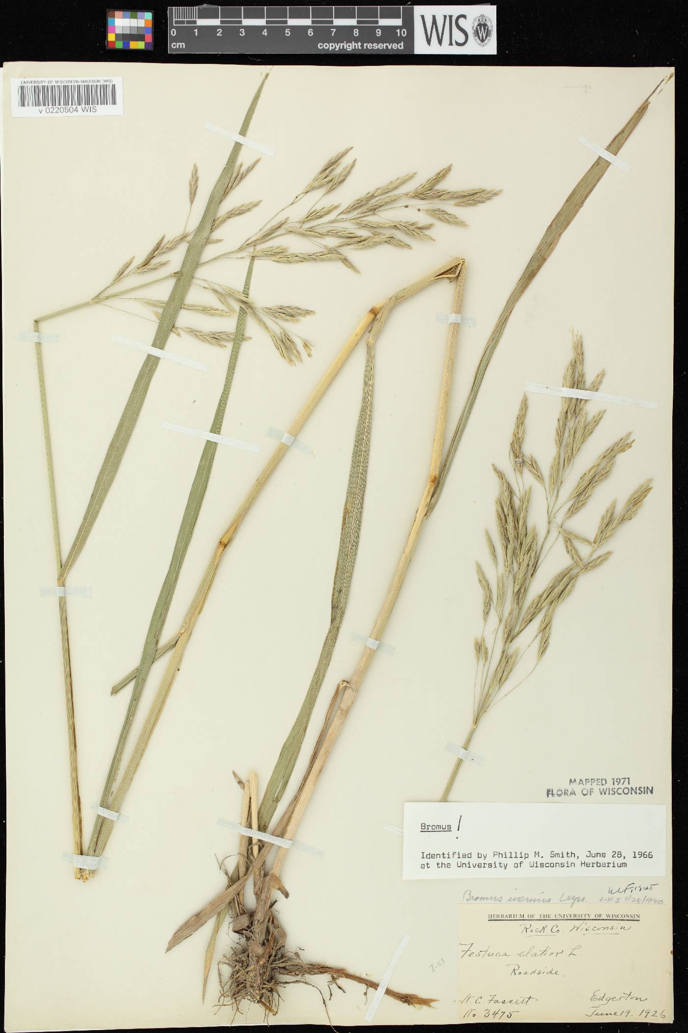 Bromus inermis image