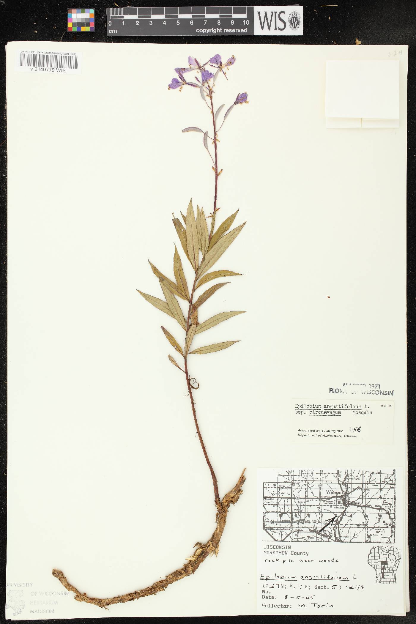 Chamerion angustifolium subsp. circumvagum image
